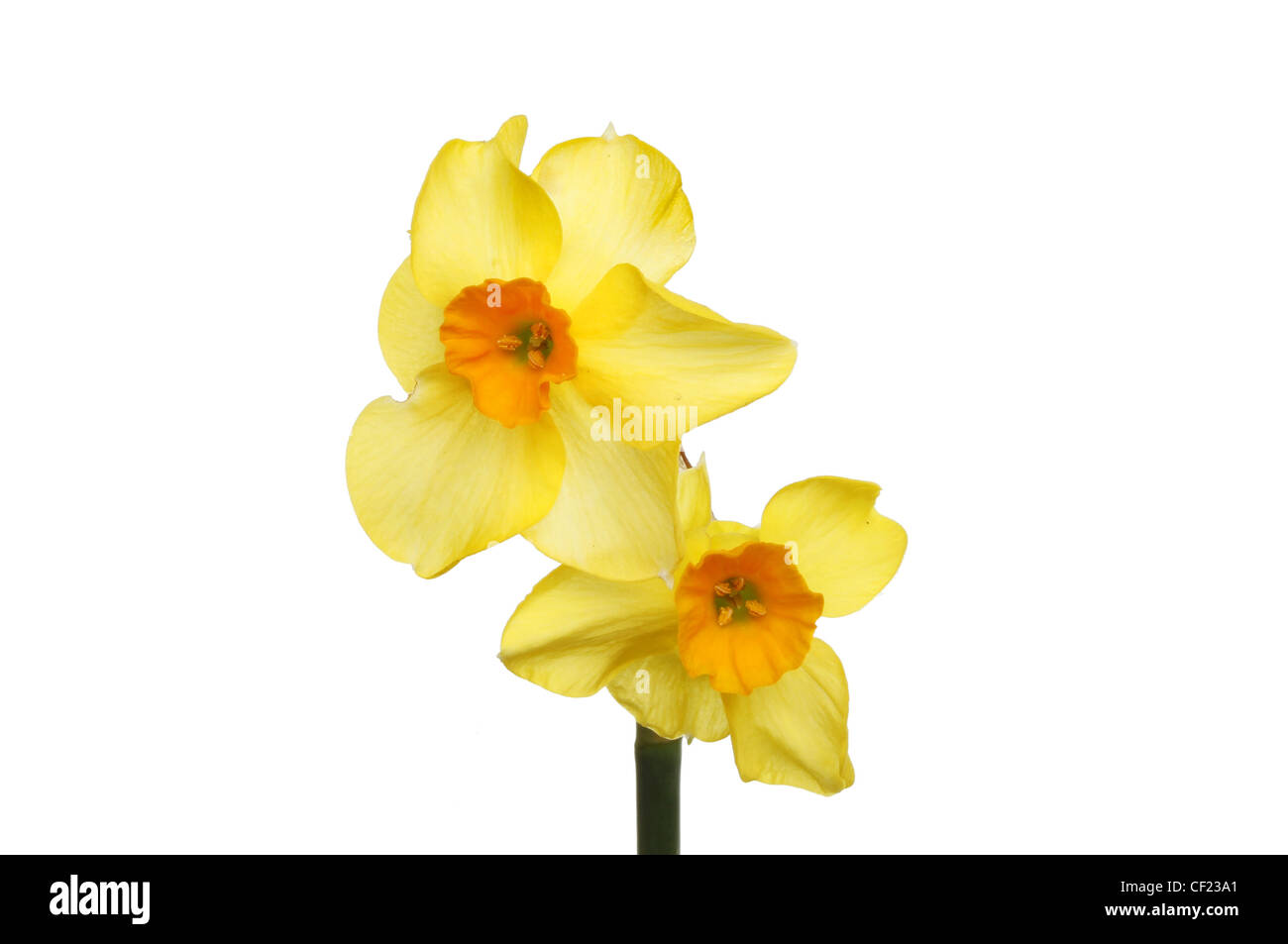 Doppia testa di fiore di narciso, nano daffodil, Tete a Tete , isolata contro bianco Foto Stock