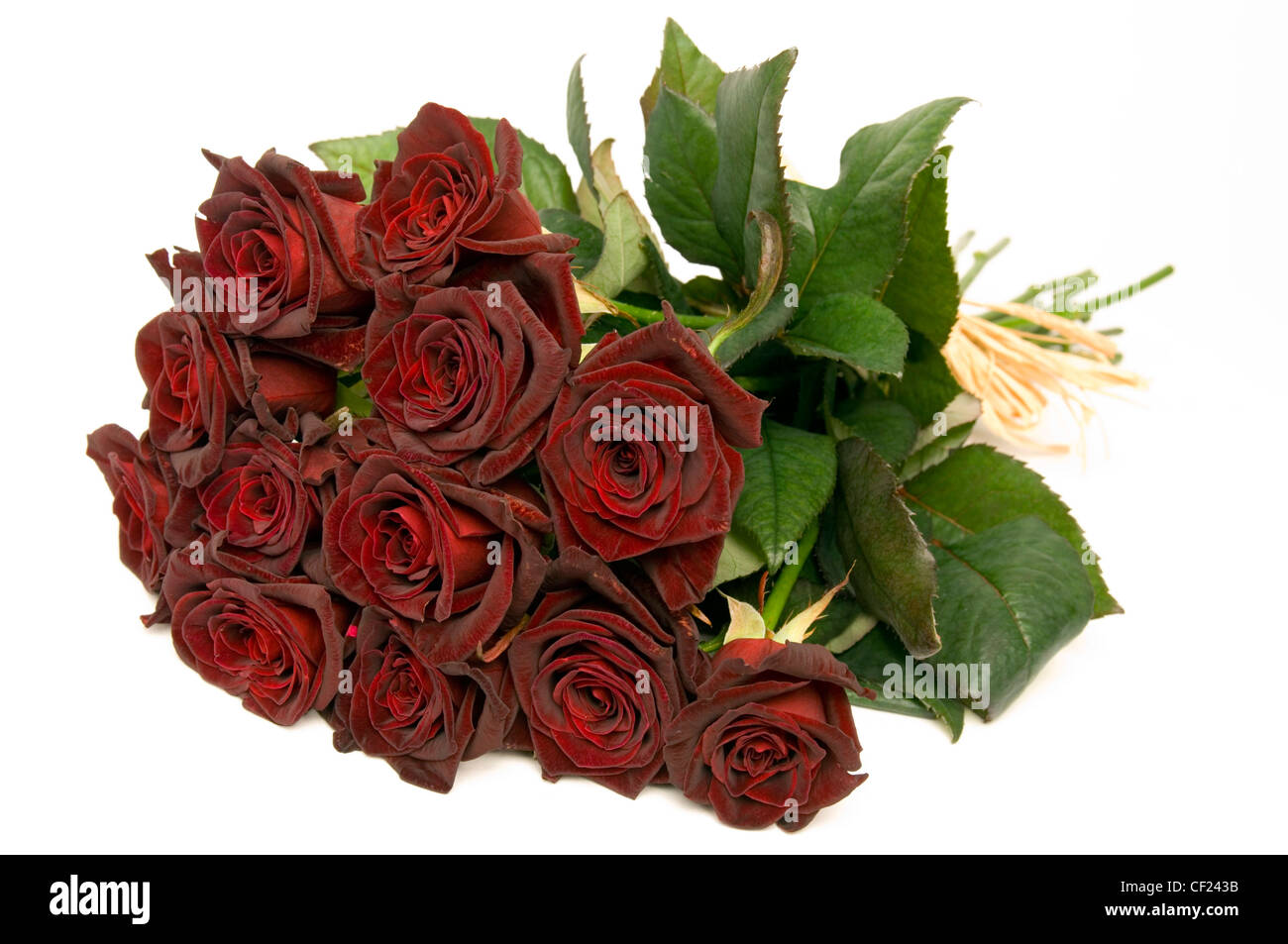 WD1183-04 una dozzina di rose rosse poste sul suo lato Foto Stock