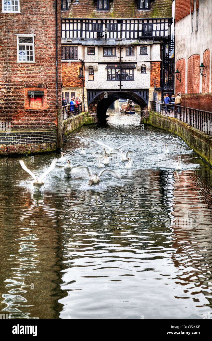 Lincoln city, Lincolnshire, Inghilterra un gregge o un gioco di bianco cigni cercando di decollare e volare su fossdyke canal Foto Stock