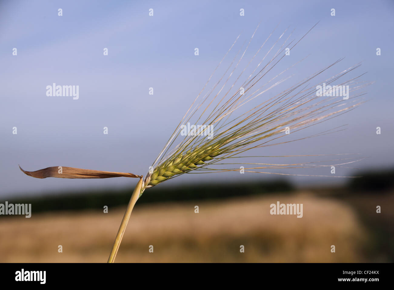 Una singola spiga di orzo (mais) isolati da un campo, estate appena prima del raccolto. Luce bassa vicino al tramonto. Foto Stock
