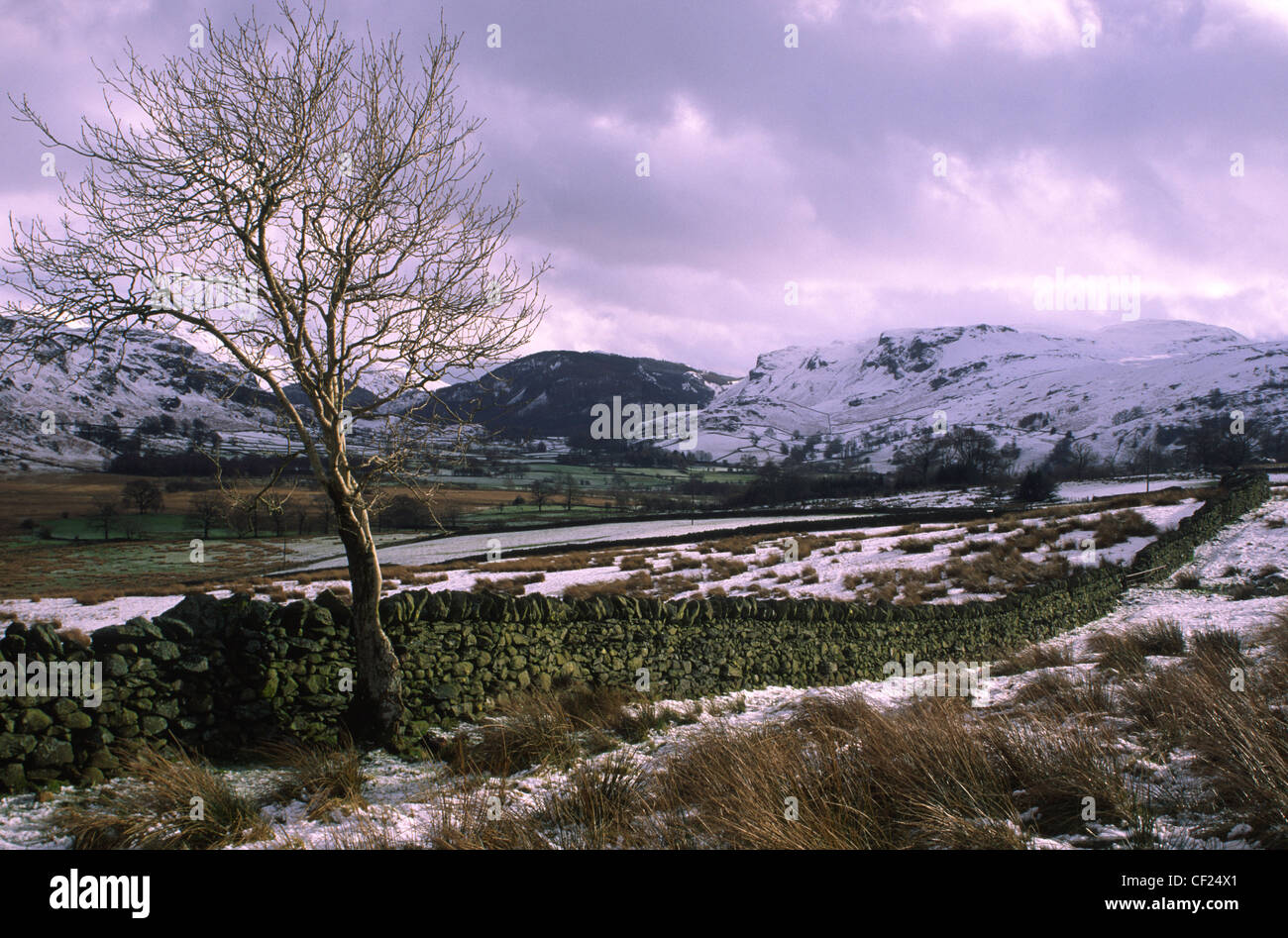 Un albero solitario sulle pianure di allevamento di Castlerigg cadde poco dopo una nevicata di primavera. Foto Stock