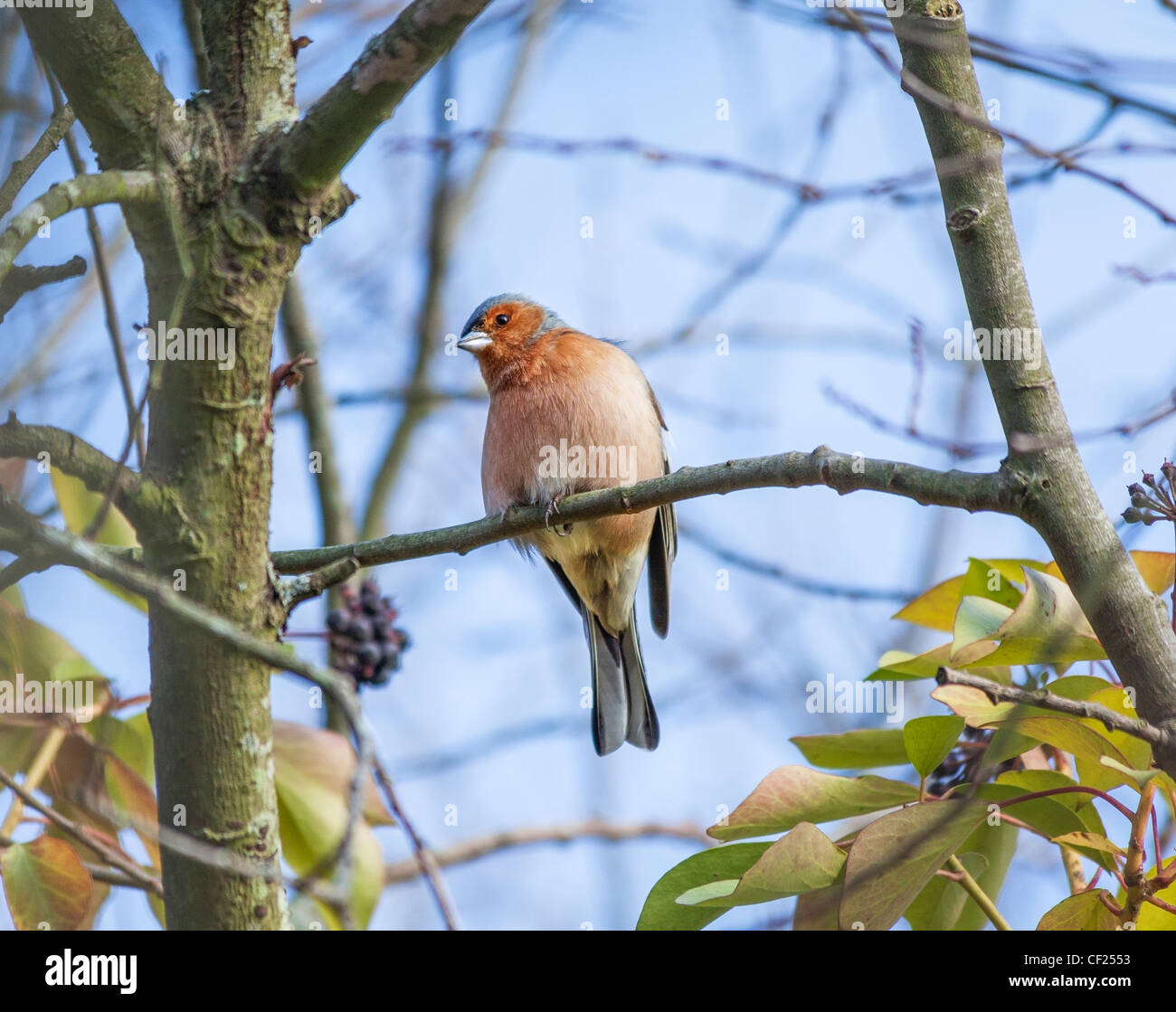 Fringuello, Fringilla coelebs, appollaiate su un ramo in Wildlife & Wetlands Trust, Arundel, West Sussex, in Inghilterra, Regno Unito Foto Stock