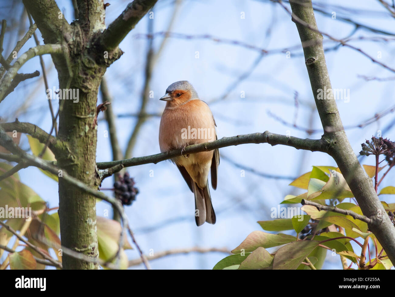 Fringuello, Fringilla coelebs, appollaiate su un ramo in Wildlife & Wetlands Trust, Arundel, West Sussex, in Inghilterra, Regno Unito Foto Stock