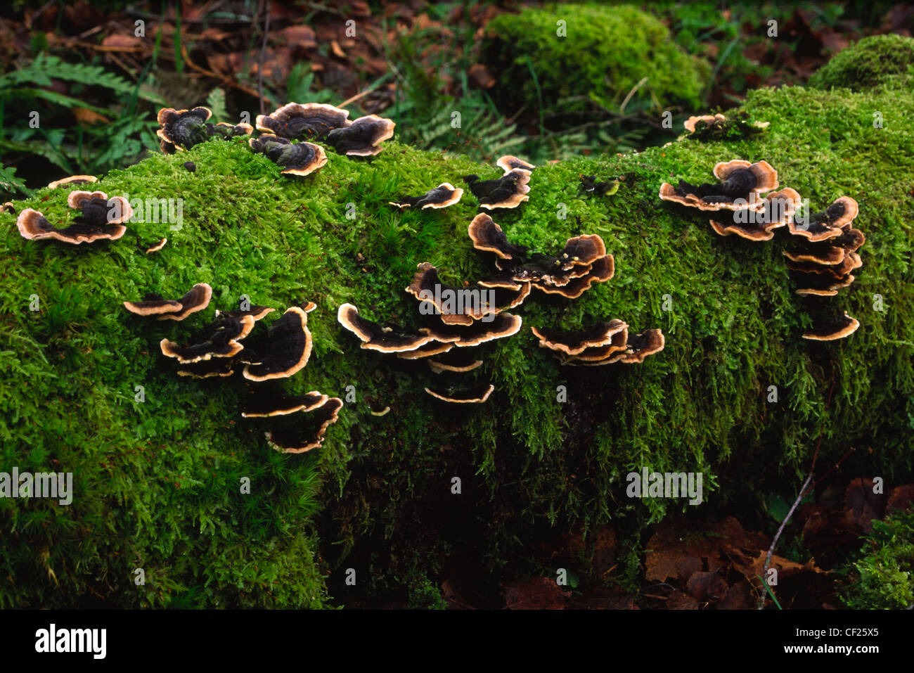 La Turchia ali o molte zone Polypore fungo. Foto Stock