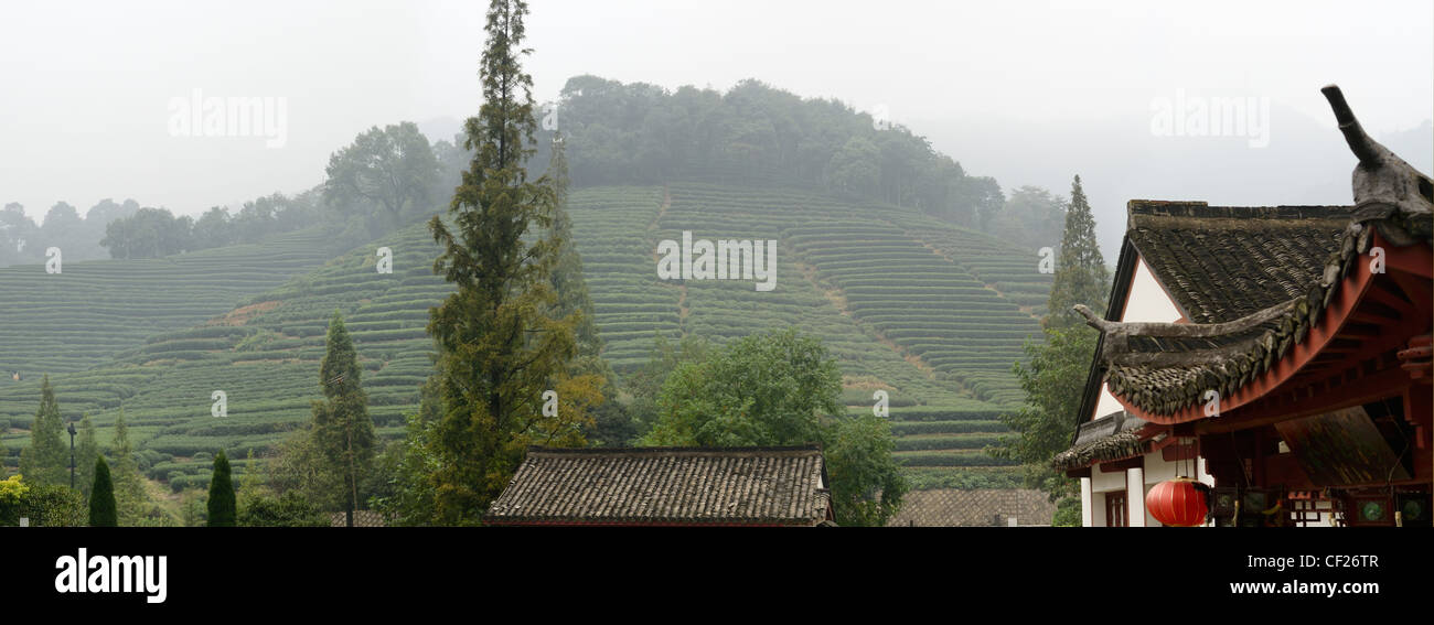 Panorama di Mei Jia Wu la piantagione di tè in Lung Ching Dragone area di Hangzhou Repubblica Popolare Cinese Foto Stock