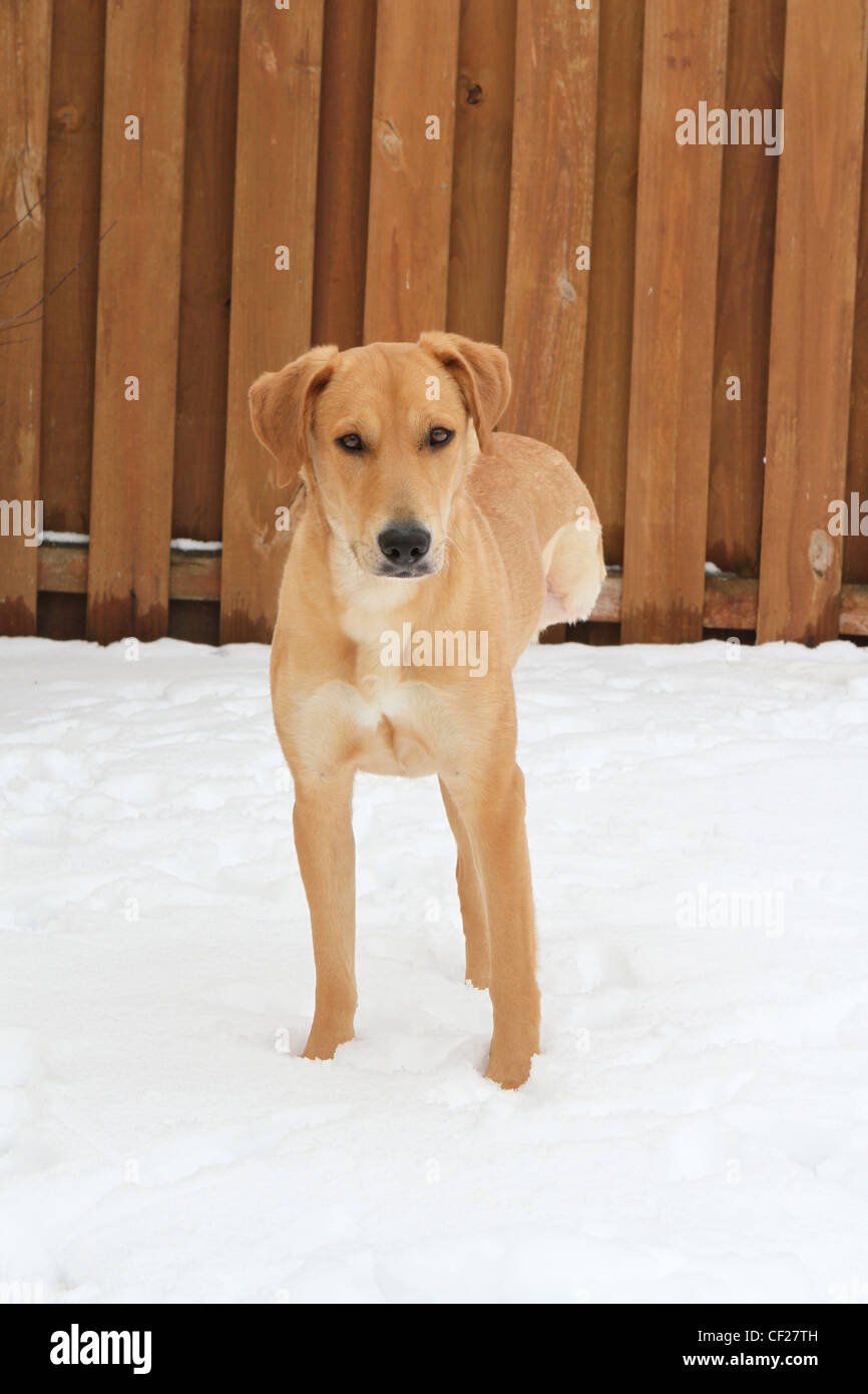Un Cane su tre zampe in piedi nella neve. Foto Stock