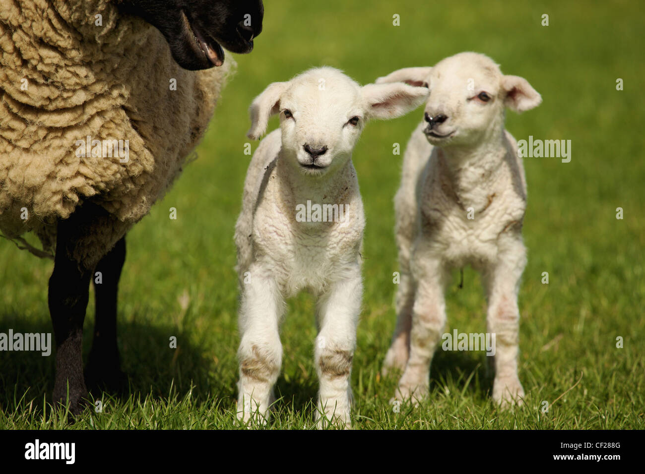 Un agnello con due pecore; Dublino Irlanda Foto Stock