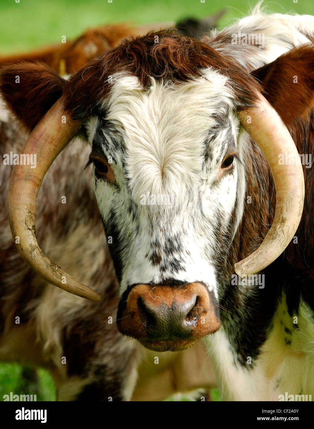 Oroscopi Toro un marrone e bianco pelose bull con lunghe corna Foto Stock