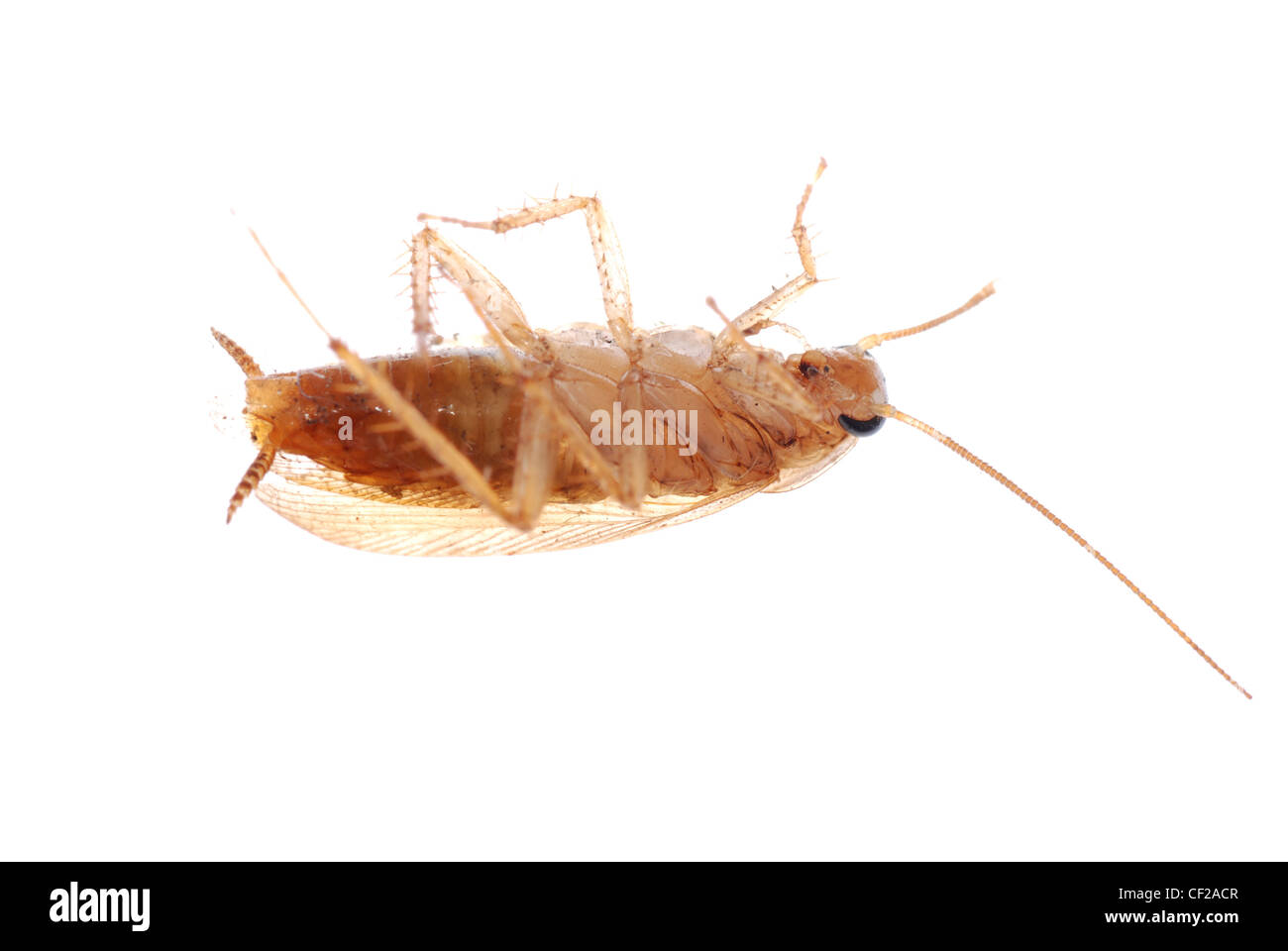 Tedesco scarafaggio isolati su sfondo bianco Foto Stock