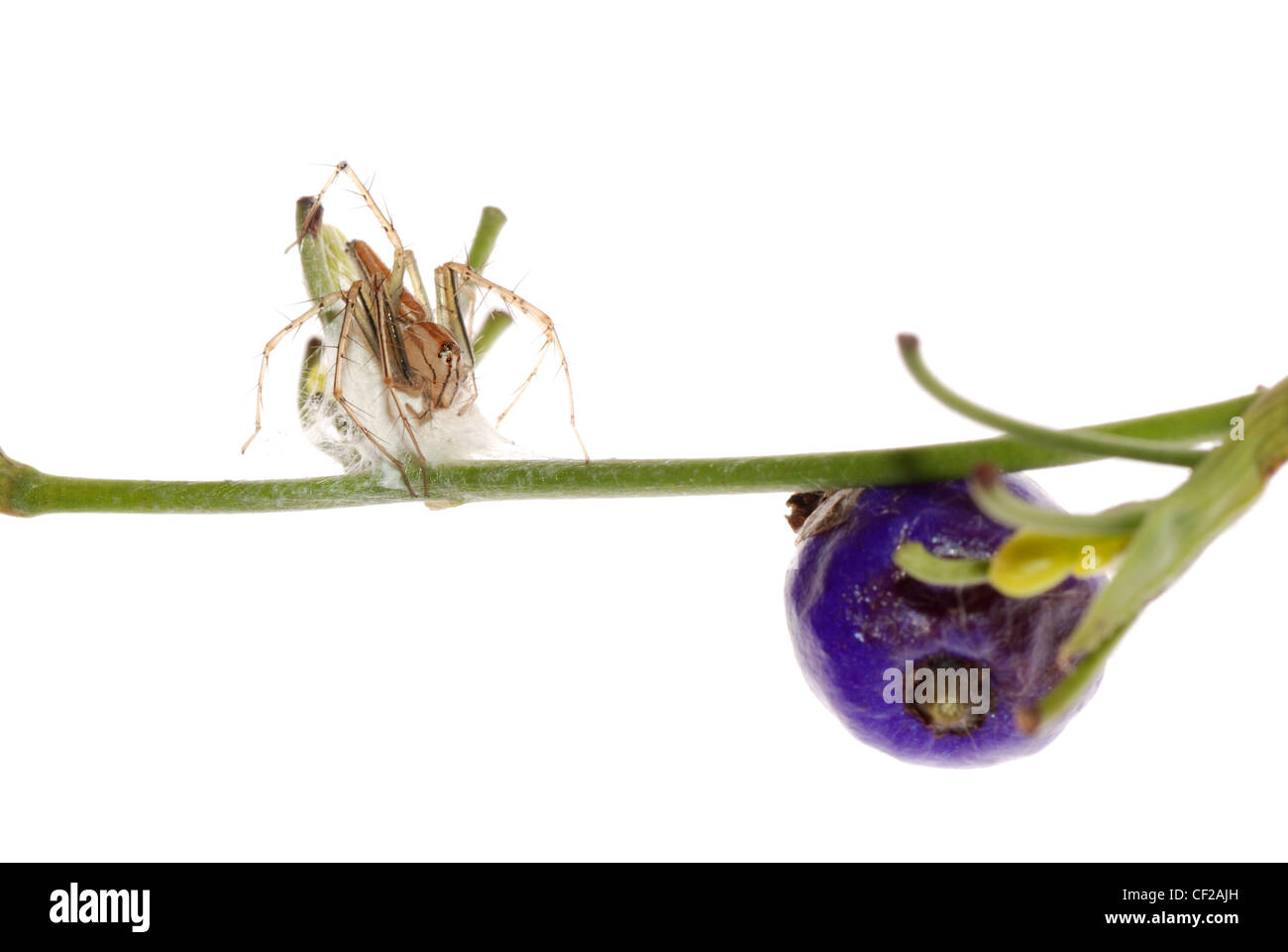 Crociera con uovo caso isolare su sfondo bianco. Foto Stock