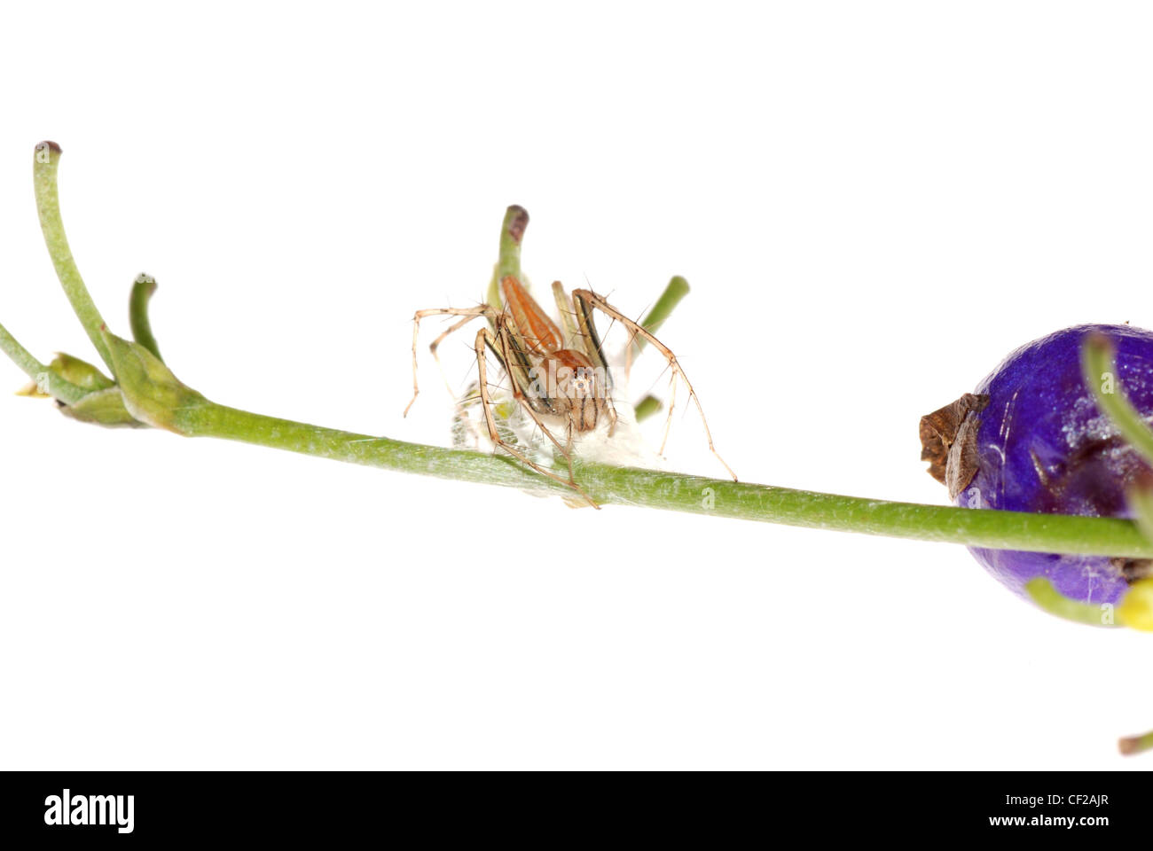 Crociera con uovo caso isolare su sfondo bianco. Foto Stock