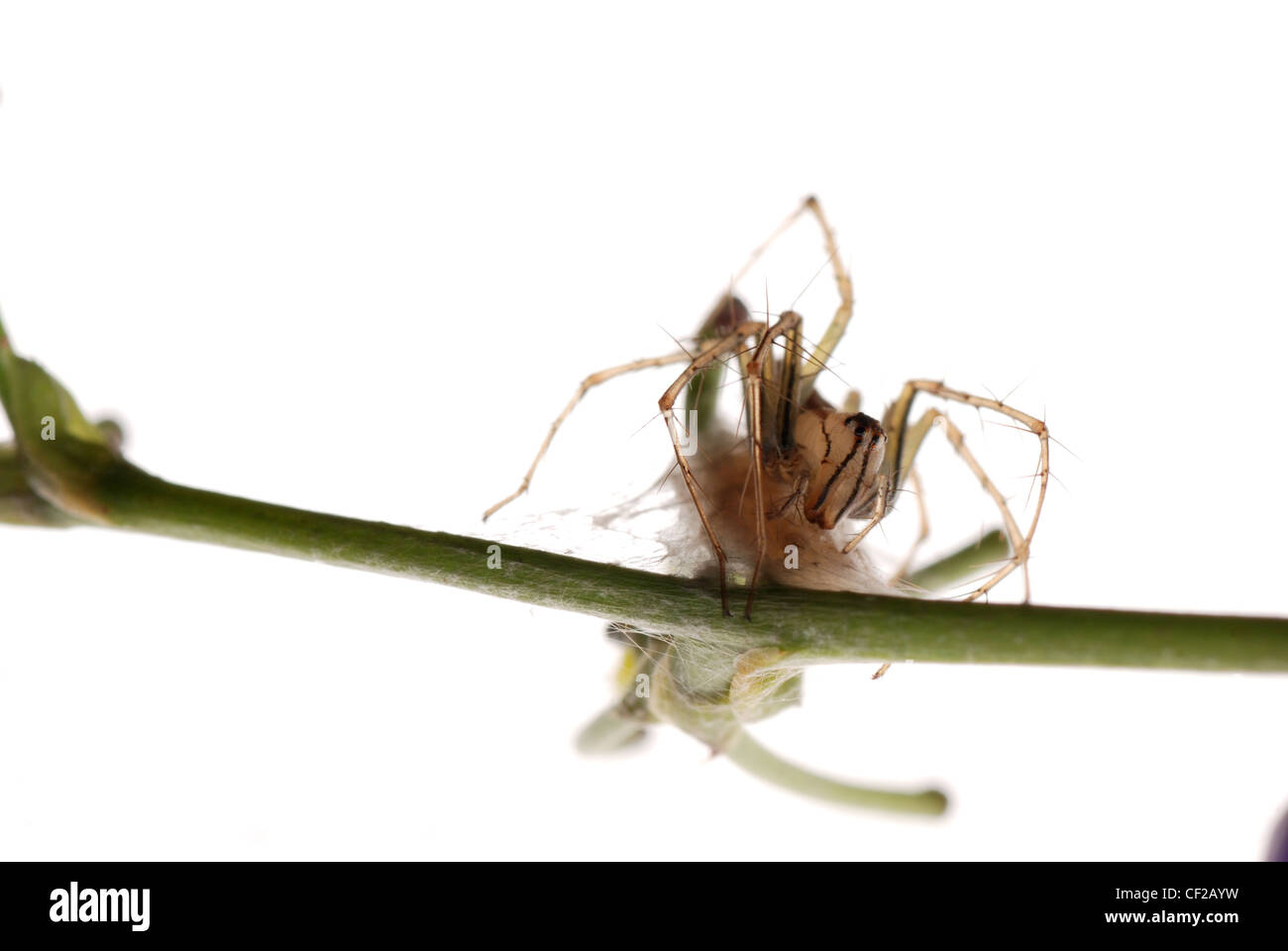 Crociera con uovo caso isolare su sfondo bianco. Foto Stock