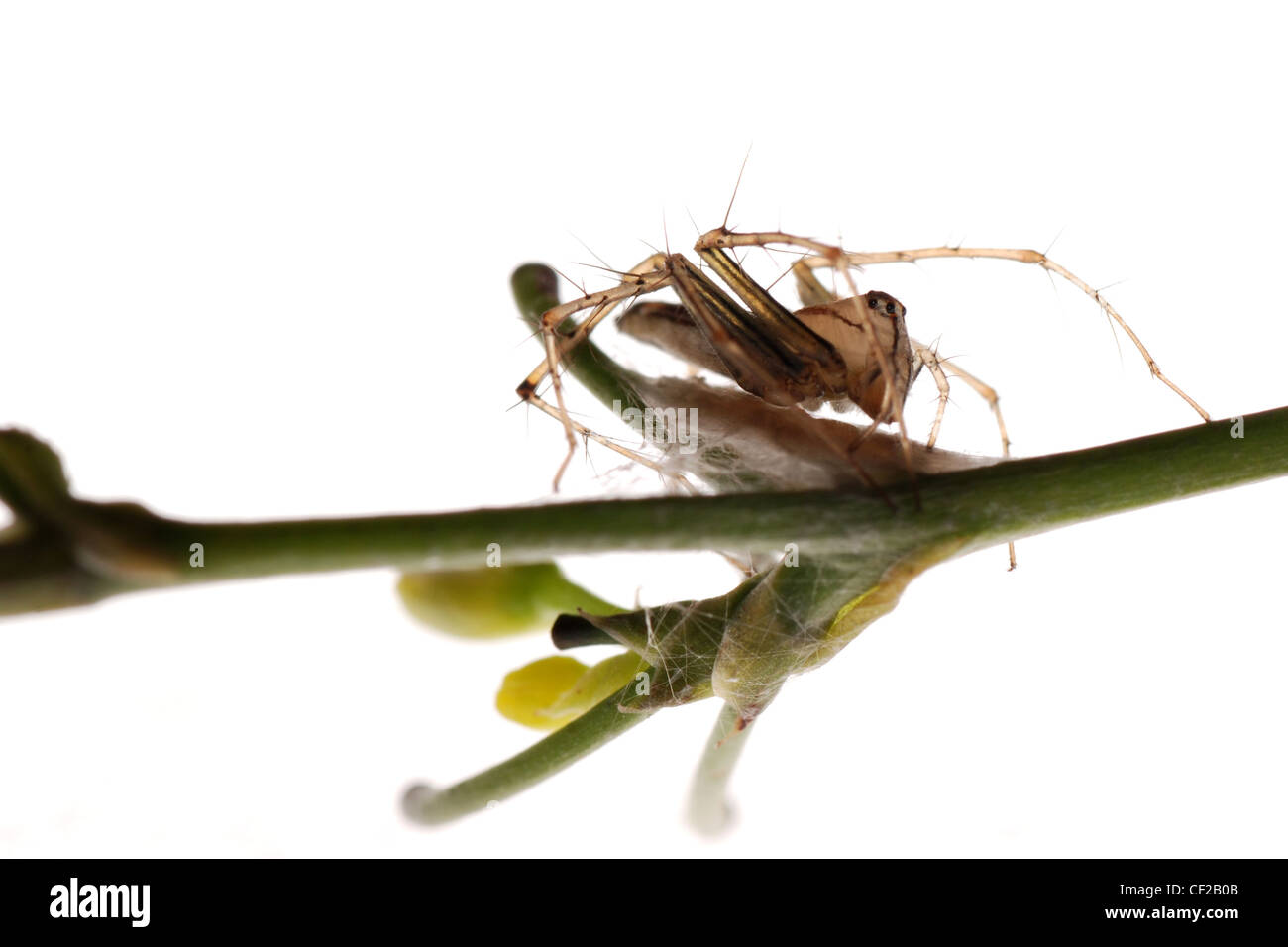 Crociera con uovo caso isolare su sfondo bianco. Foto Stock