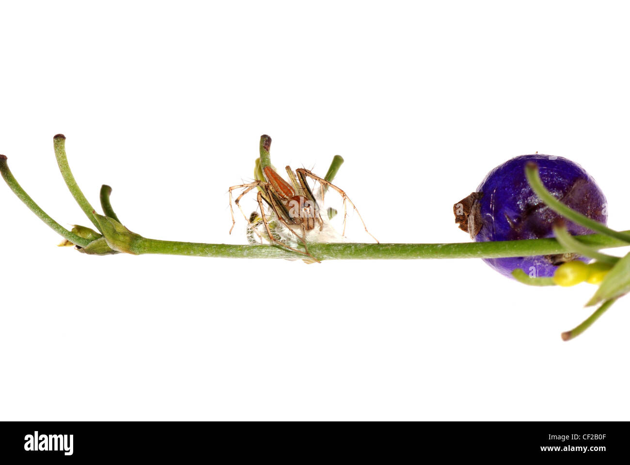 Crociera con uovo caso isolare su sfondo bianco. Foto Stock