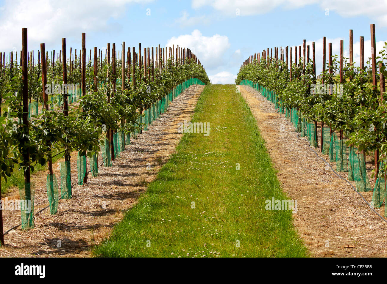 Filari di alberi di mele in un moderno frutteto Foto stock - Alamy