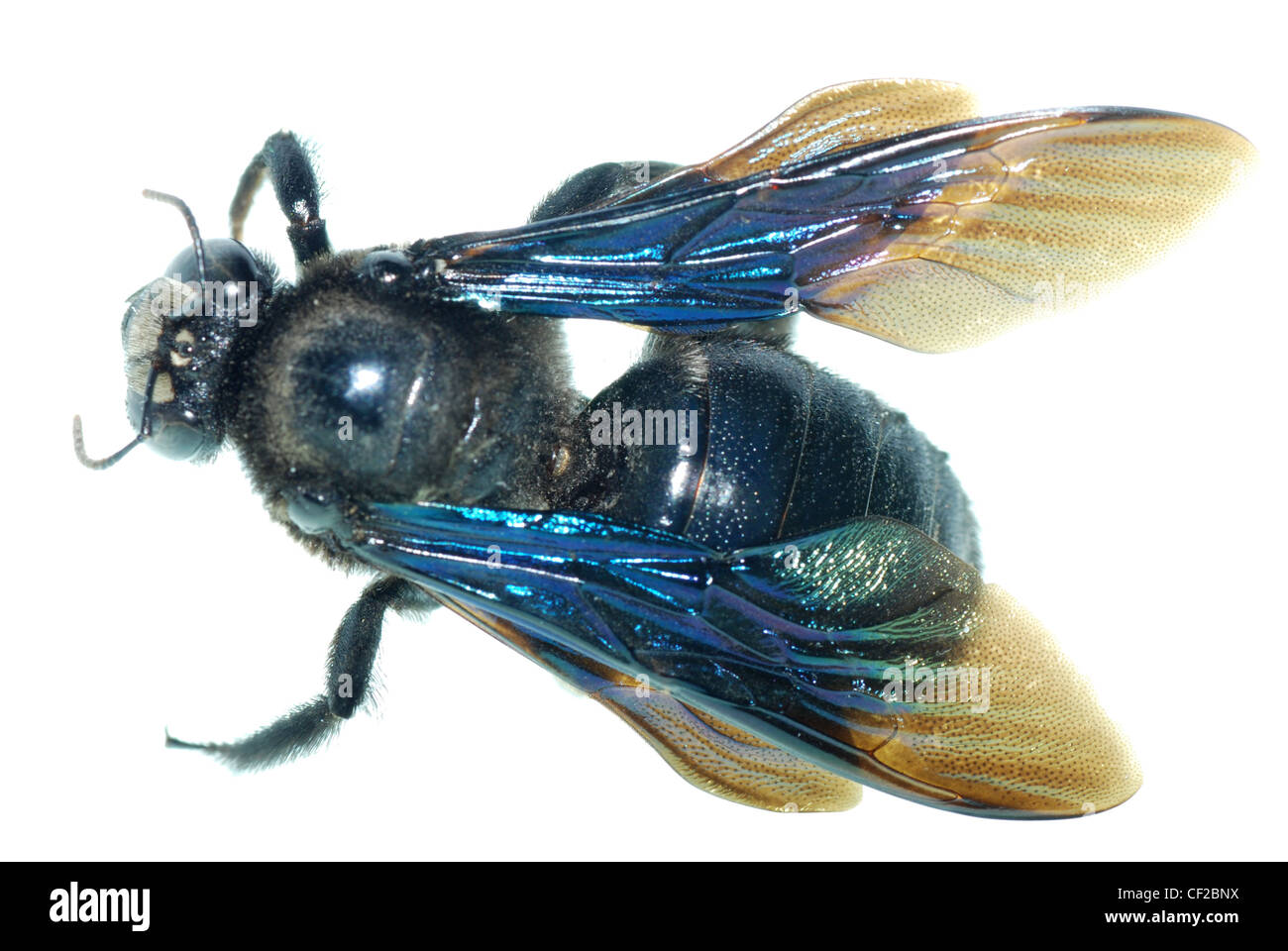 Gli insetti umile bee isolati su sfondo bianco Foto Stock