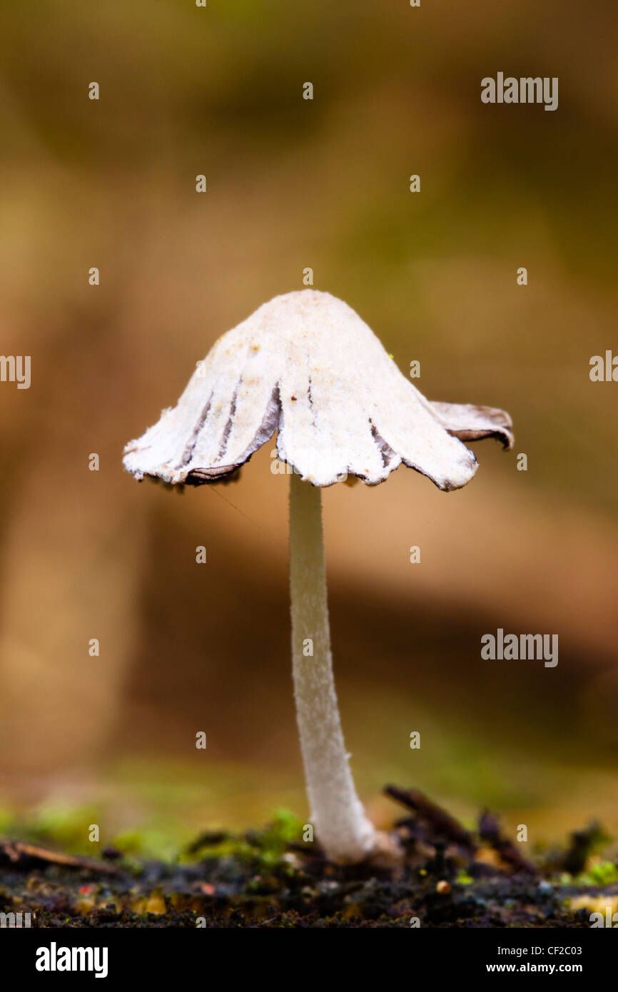 Autunno shot dell ONU-identificato funghi / funghi / toadstool. Foto Stock