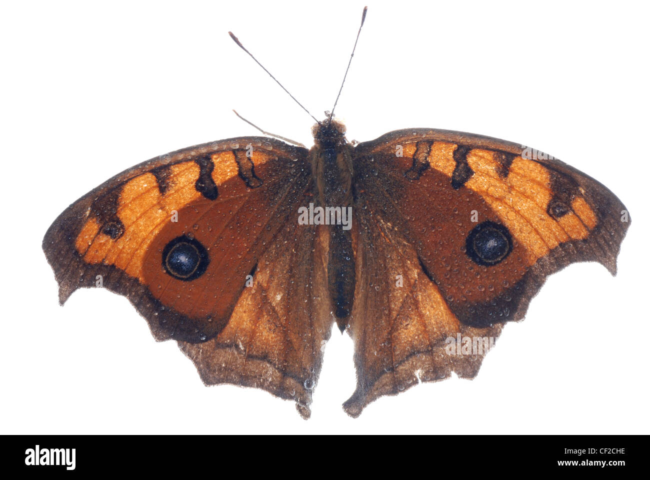 Peacock pansy butterfly, Junonia almana, isolato su sfondo bianco Foto Stock Peacock pansy butterfly, Junonia almana, isolato su sfondo bianco Foto Stock