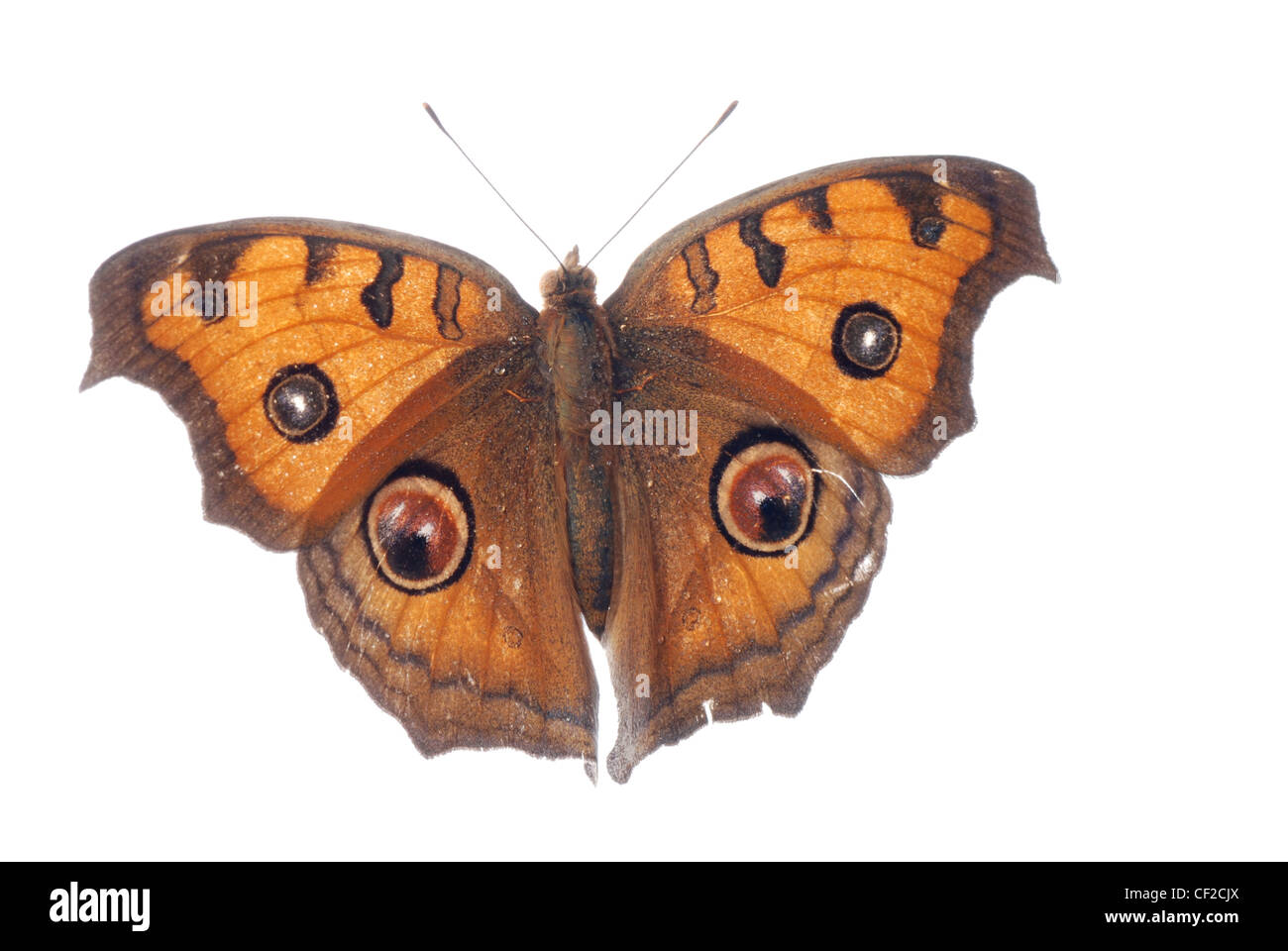 Peacock pansy butterfly, Junonia almana, isolato su sfondo bianco Foto Stock Peacock pansy butterfly, Junonia almana, isolato su sfondo bianco Foto Stock