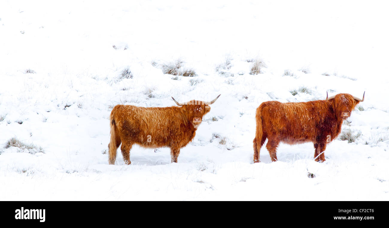 Highland bovini brave gli elementi di un duro inverno ambiente in Glen Dochart. Foto Stock