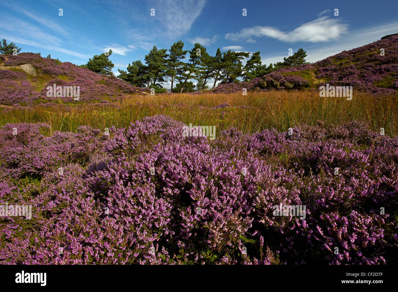 Heather a Ilkley Moor, parte del Rombalds Moor, in tarda estate. Foto Stock