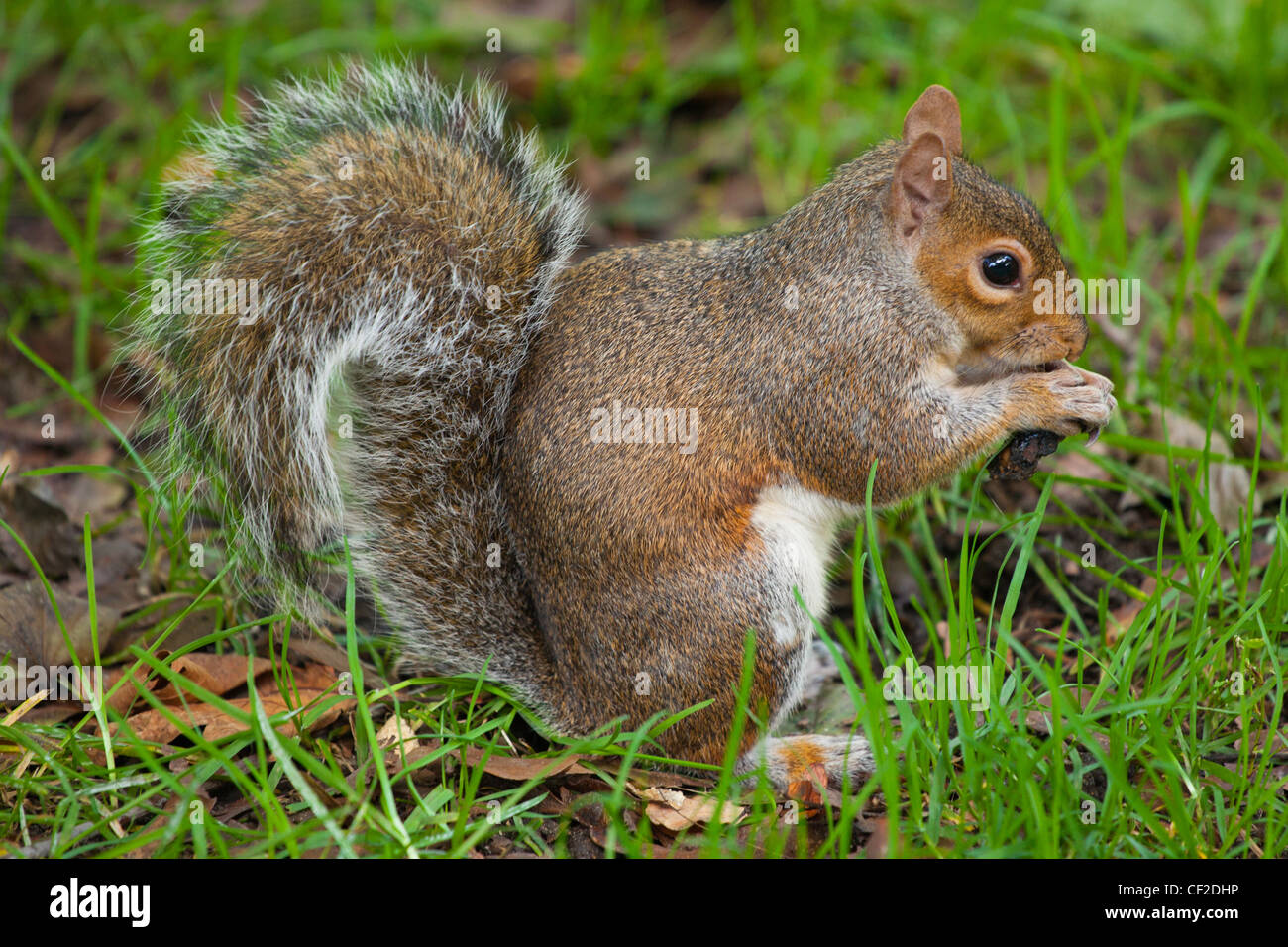 Scoiattolo grigio in Hyde Park. Foto Stock