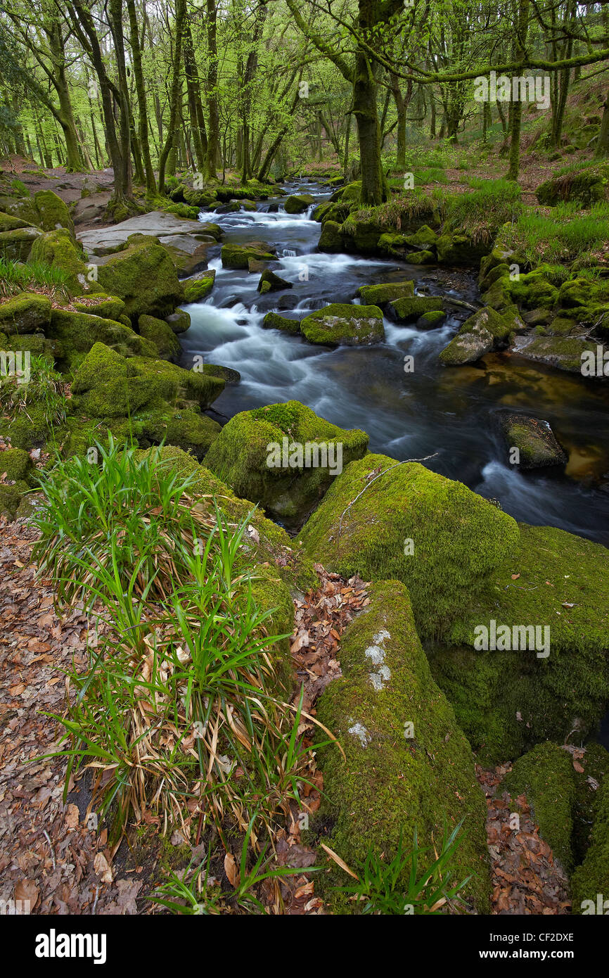 Fiume Fowey fluente attraverso il bosco in Golitha Riserva Naturale Nazionale. Foto Stock