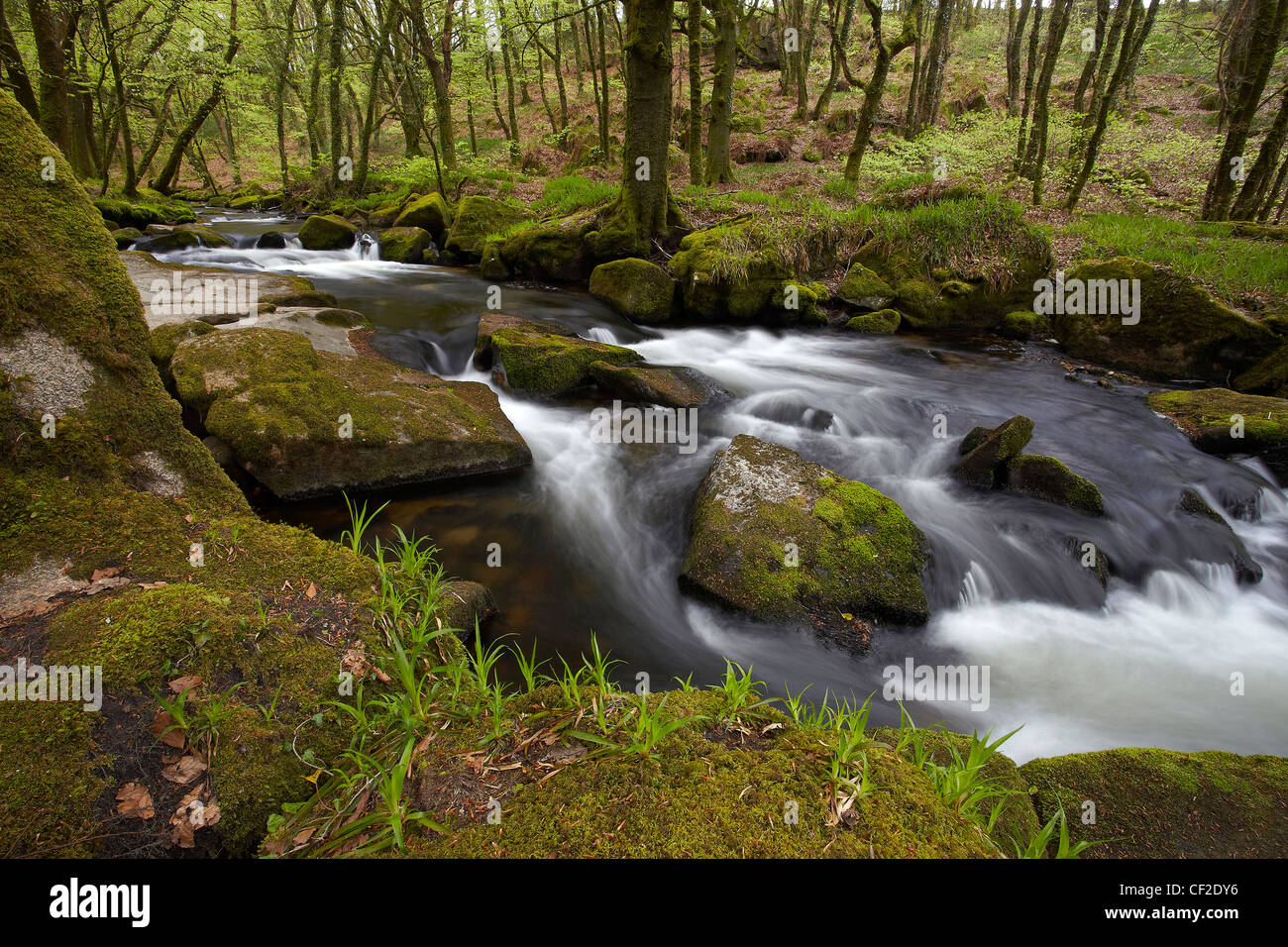 Fiume Fowey fluente attraverso il bosco in Golitha Riserva Naturale Nazionale. Foto Stock