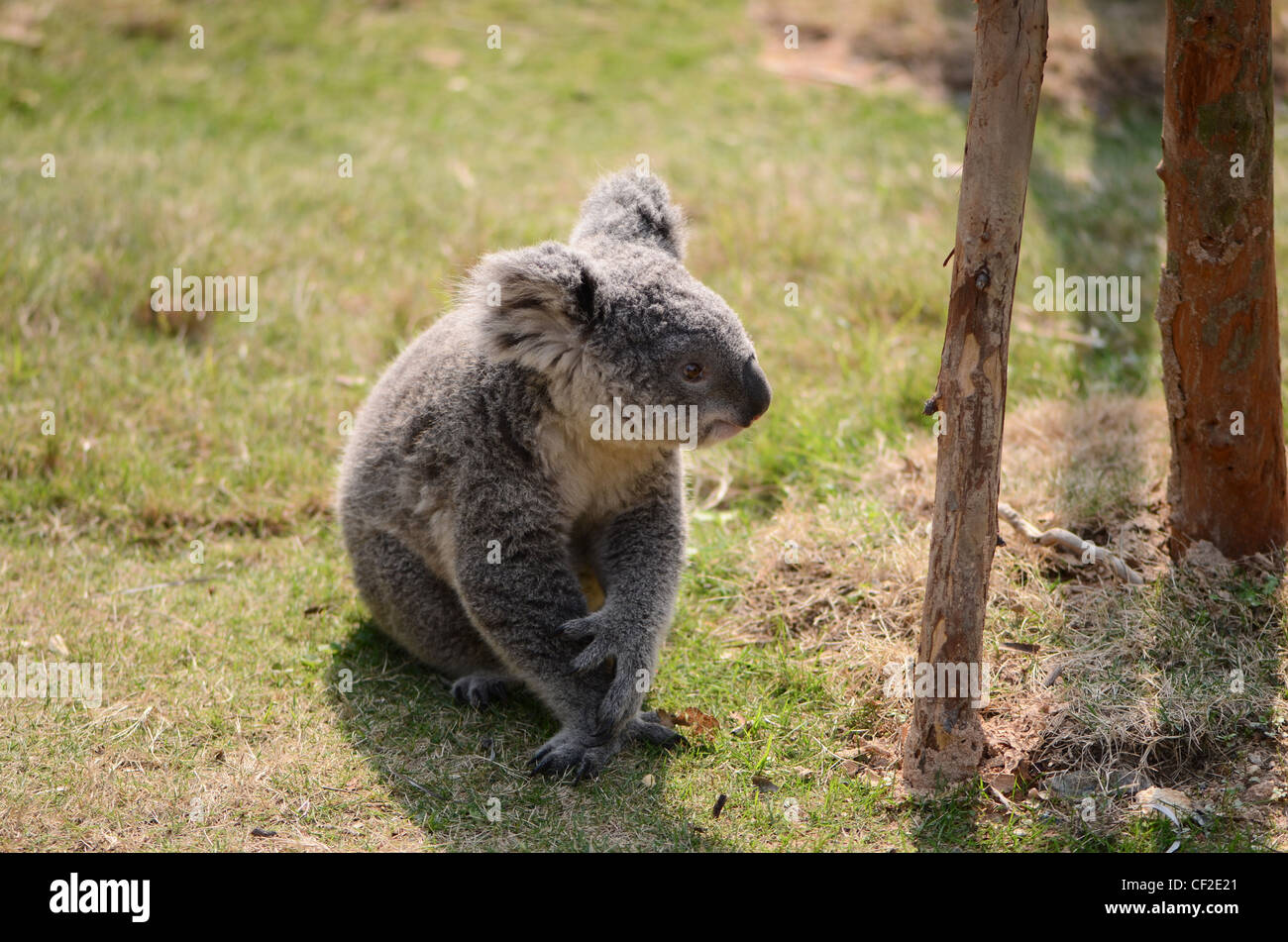 Carino il koala era seduto a terra e in attesa Foto stock - Alamy