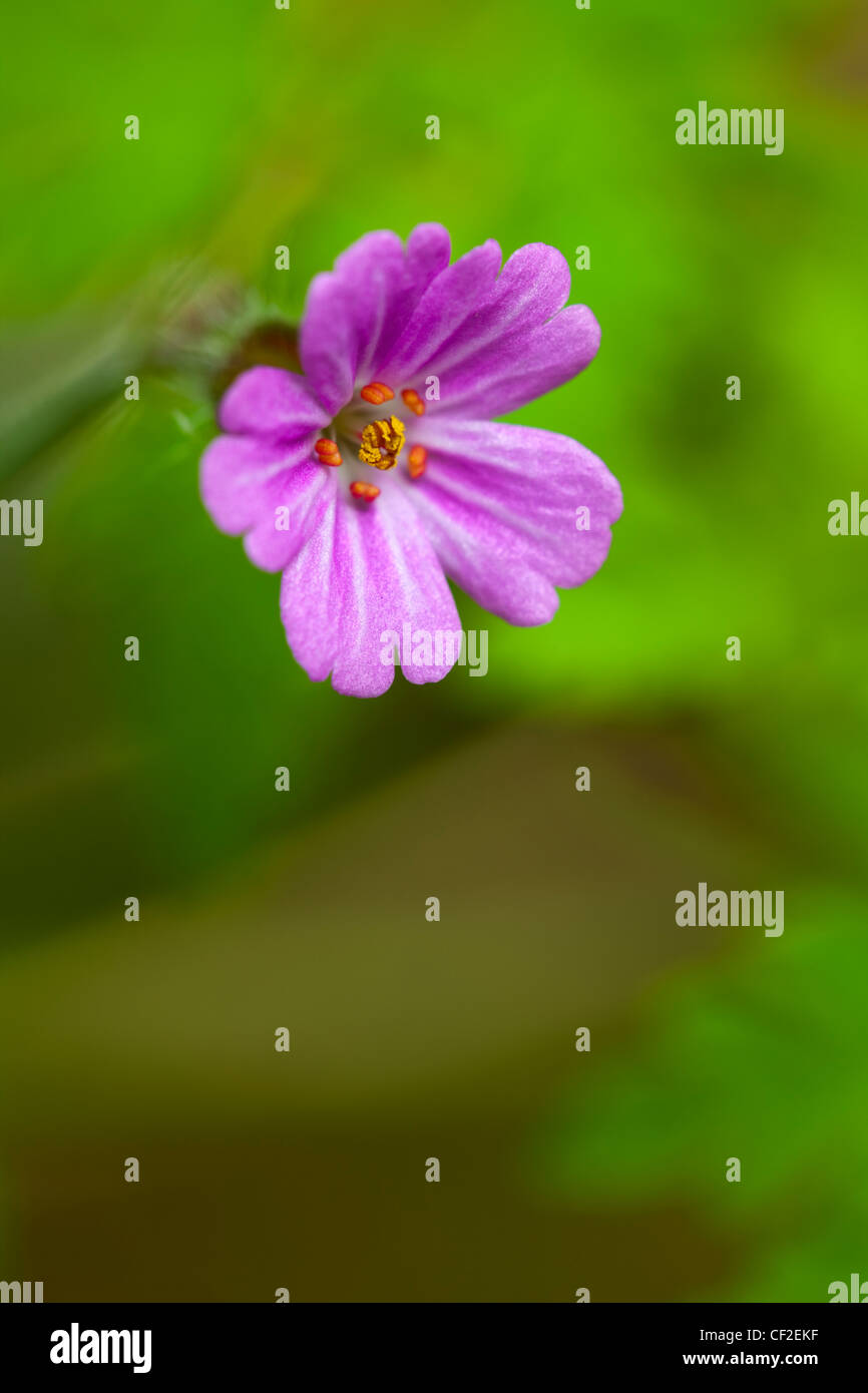 Close-up di Herb Robert (Geranium robertianum), noto come Red Robin, morte vengono rapidamente e Robert geranio. Foto Stock