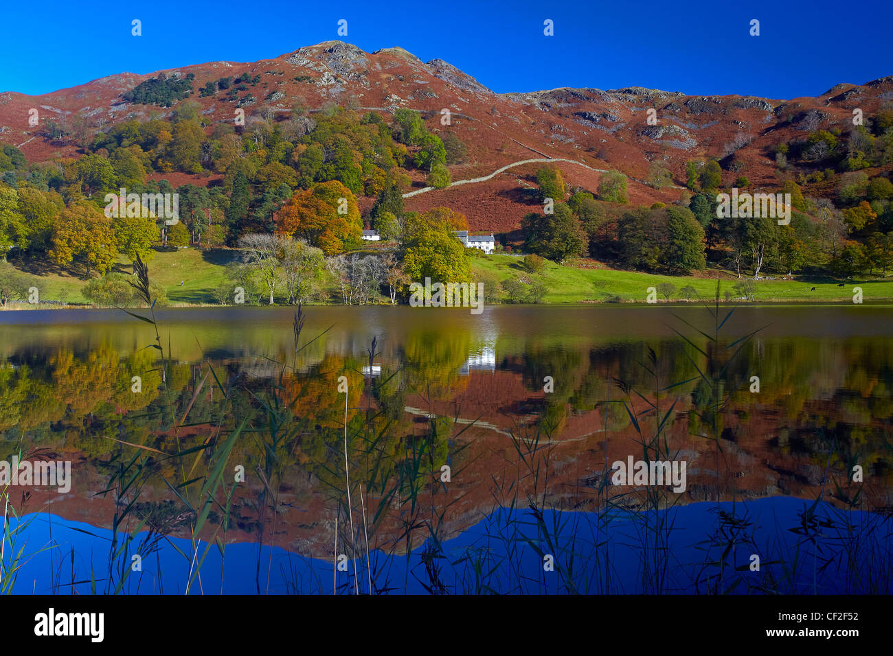 Sulle colline circostanti si riflette nell'acqua ancora di Loughrigg Tarn nel Parco Nazionale del Distretto dei Laghi. Foto Stock