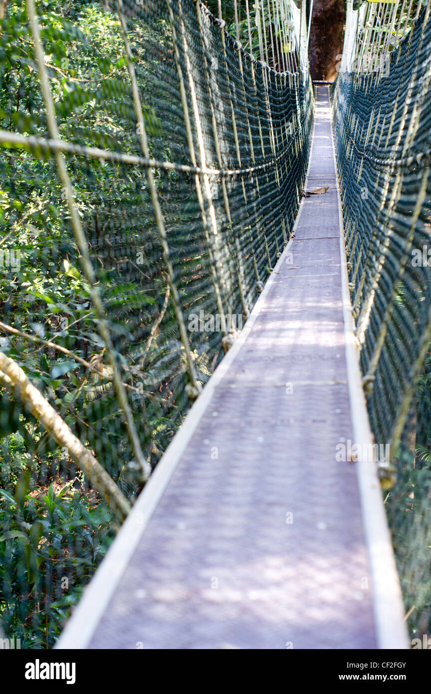 Il pontile, ponti sospesi da albero ad albero, per l'utilizzo concettuale. Foto Stock