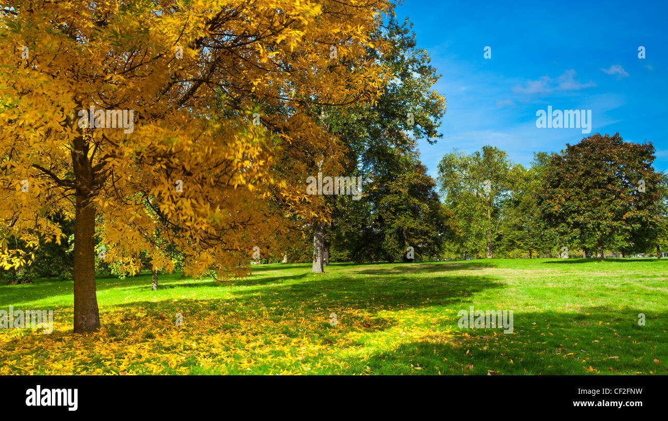 Colori autunnali visualizzata su un sicomoro in Hyde Park. Foto Stock