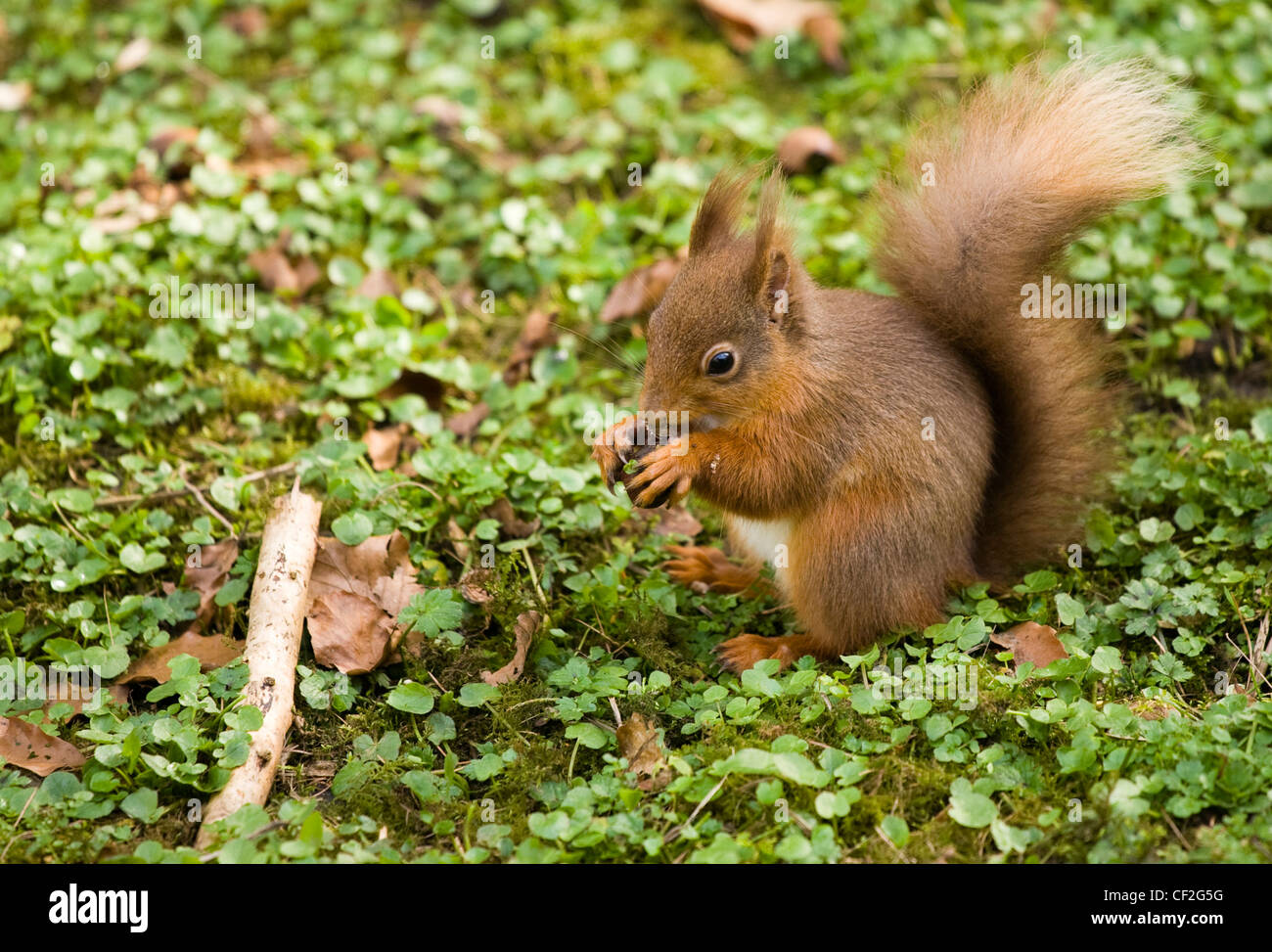 Uno scoiattolo rosso di mangiare un dado, in una piccola patch del Northumberland bosco. Gli scoiattoli rossi sono diventati una specie in via di estinzione in parte Foto Stock