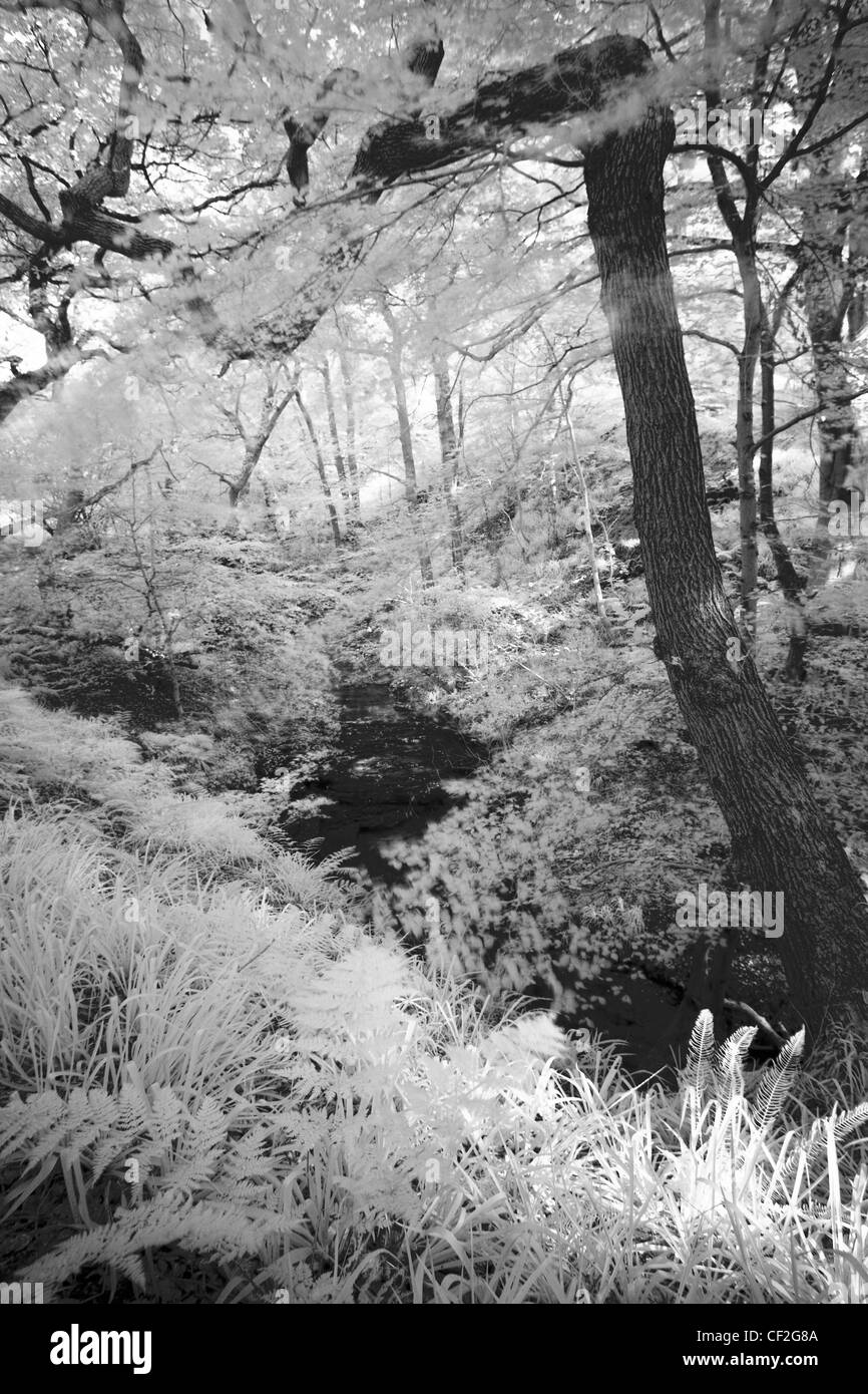 In bianco e nero, immagine infrarossa della forestale nel bosco Plessey Country Park. Foto Stock