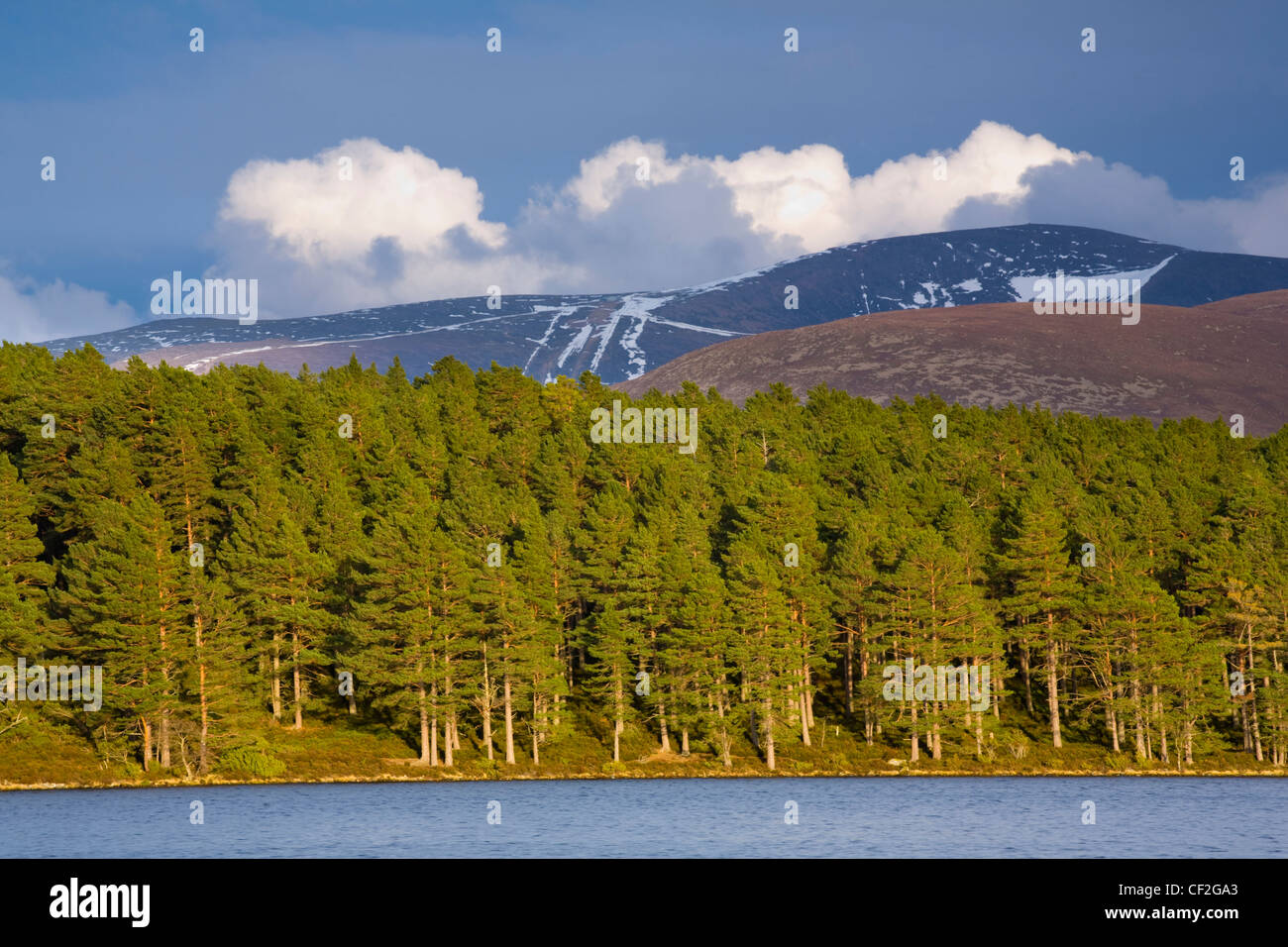 Caledonian foresta nel parco nazionale di Cairngorms sfrangiare Loch un Eilein, dominato da Cairngorm mountain range. Foto Stock