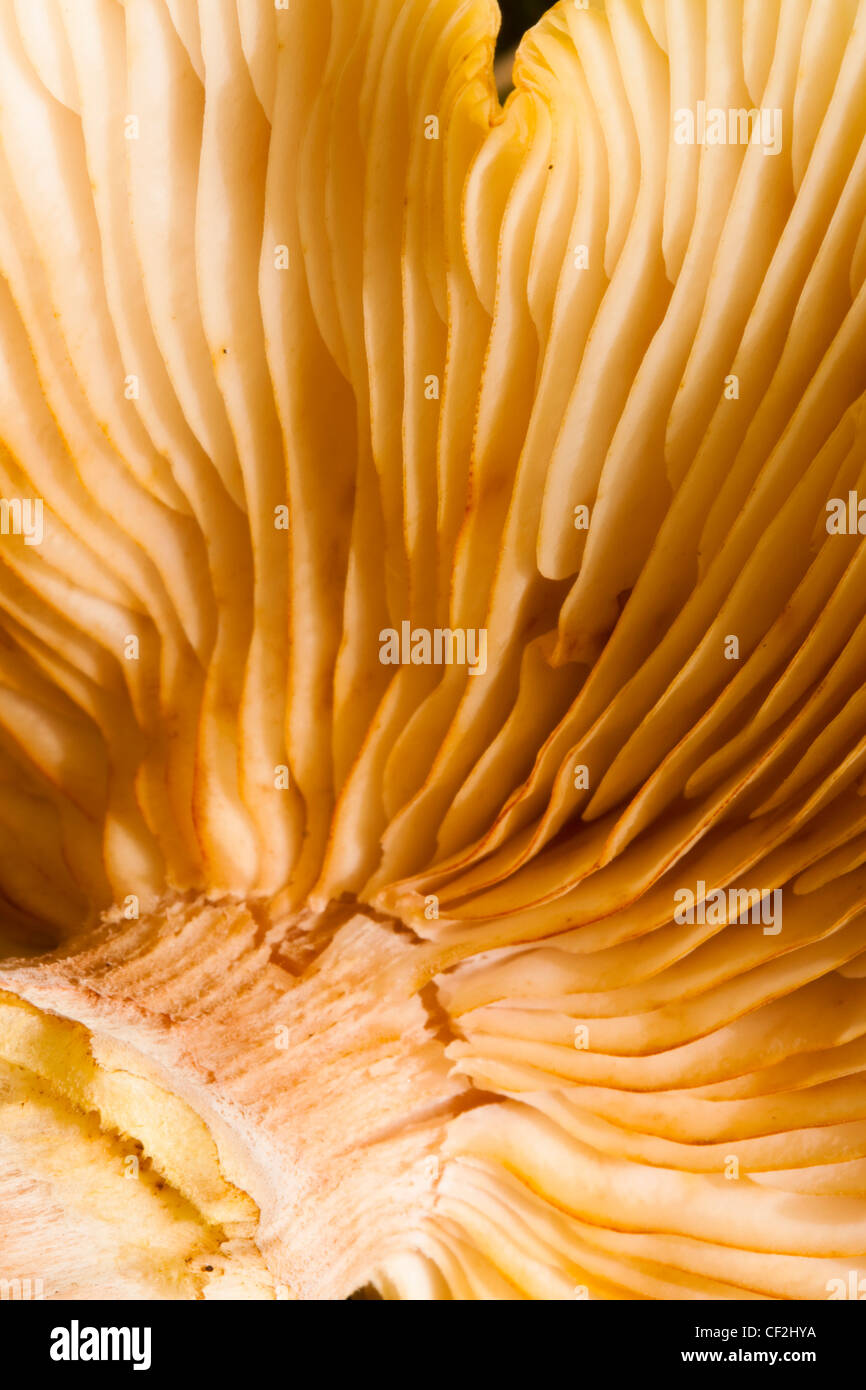 Autunno shot dell ONU-identificato funghi / funghi / toadstool. Foto Stock