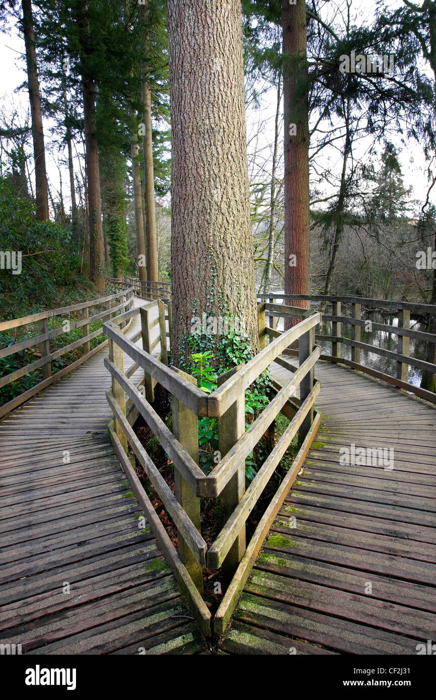 Una passeggiata attraverso il bosco che danno accesso a persone disabili e su sedia a rotelle. Foto Stock