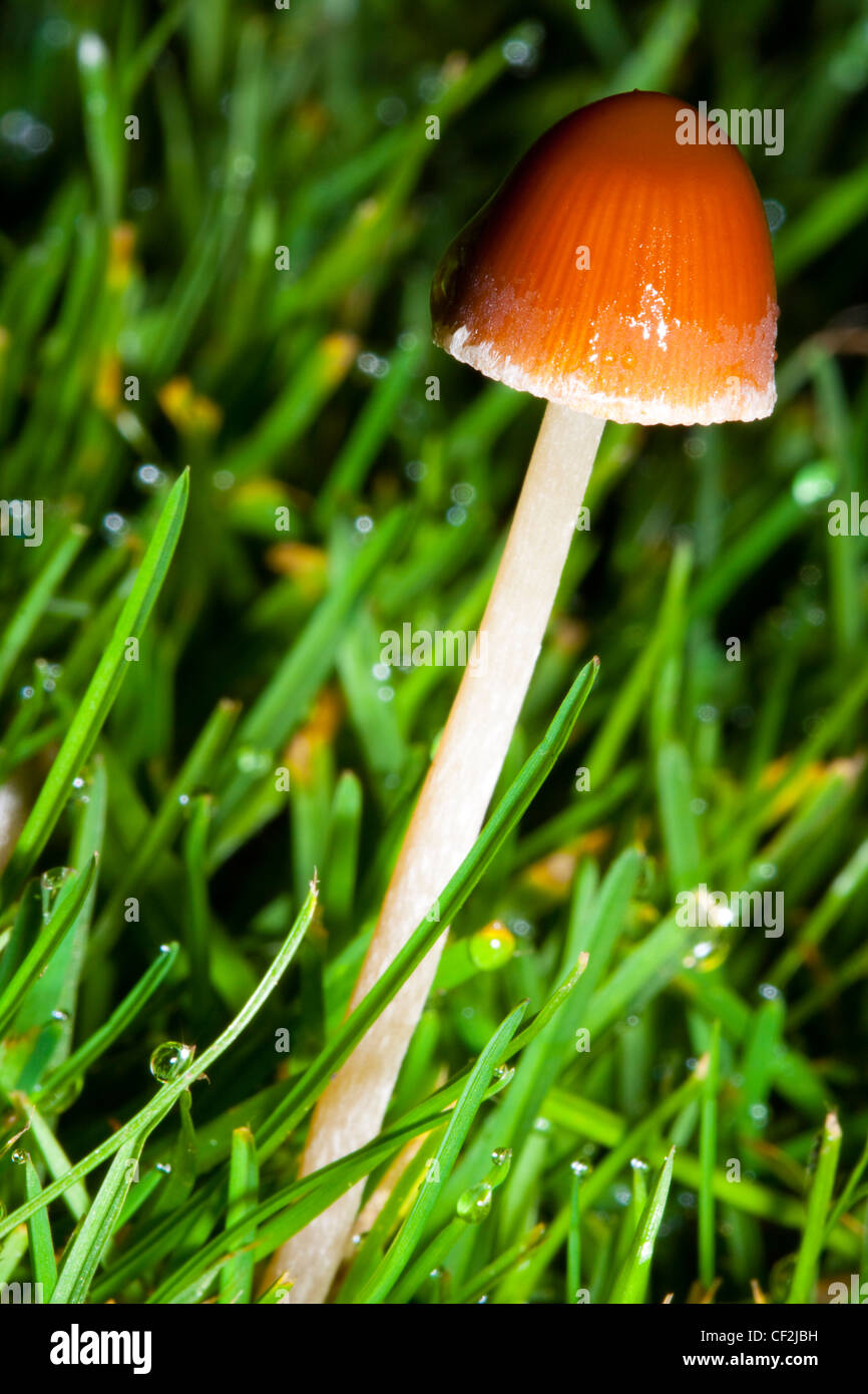 Autunno shot dell ONU-identificato funghi / funghi / toadstool. Foto Stock