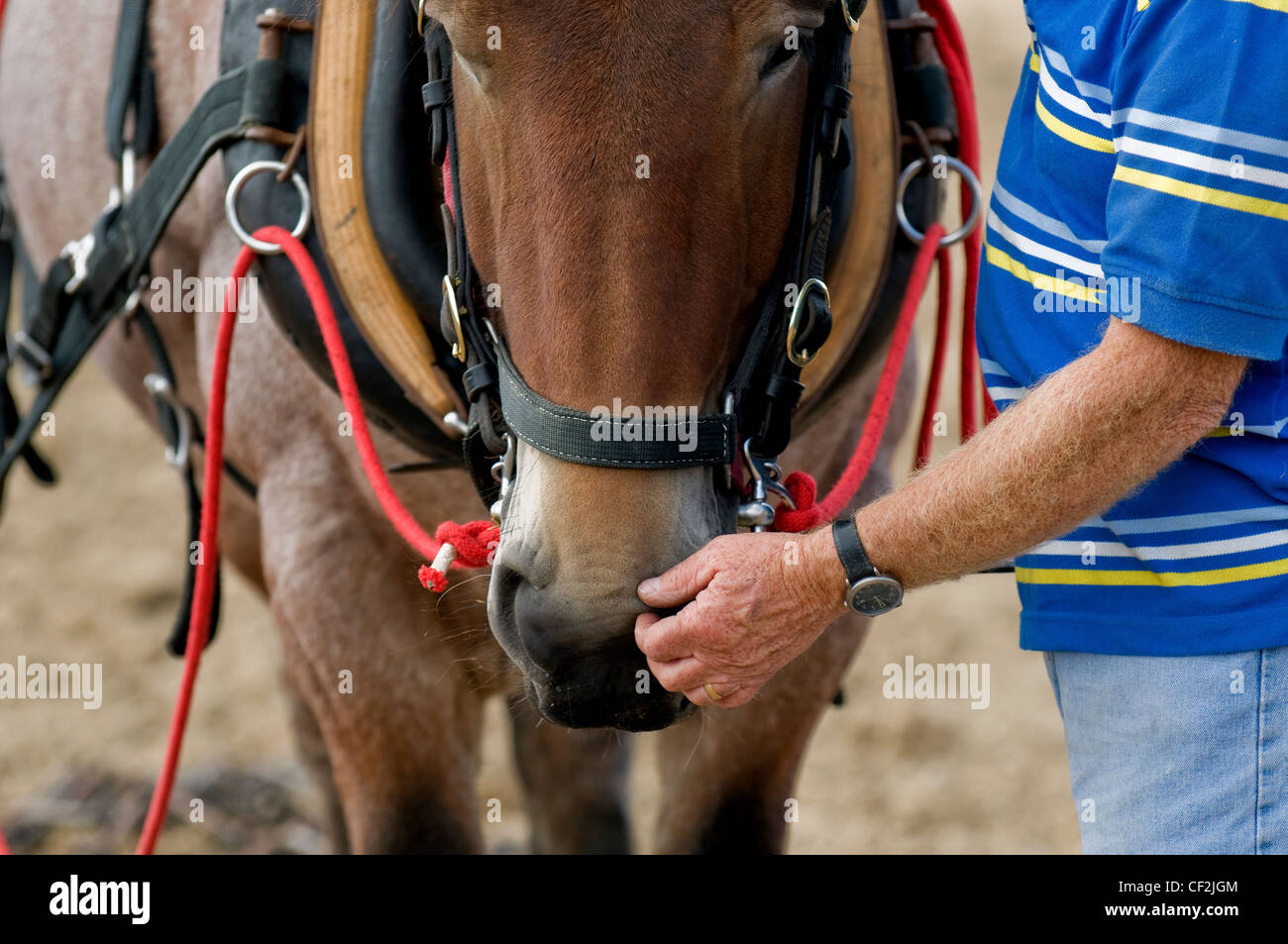 Un cavallo pesante avente il suo muso accarezzato dal suo proprietario alla contea di Essex Show. Foto Stock