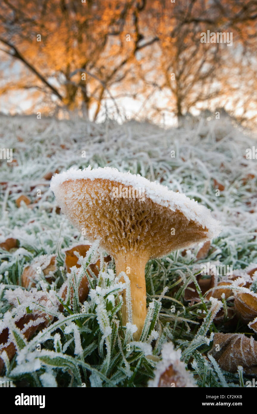 Close-up di funghi coperto di brina. Foto Stock