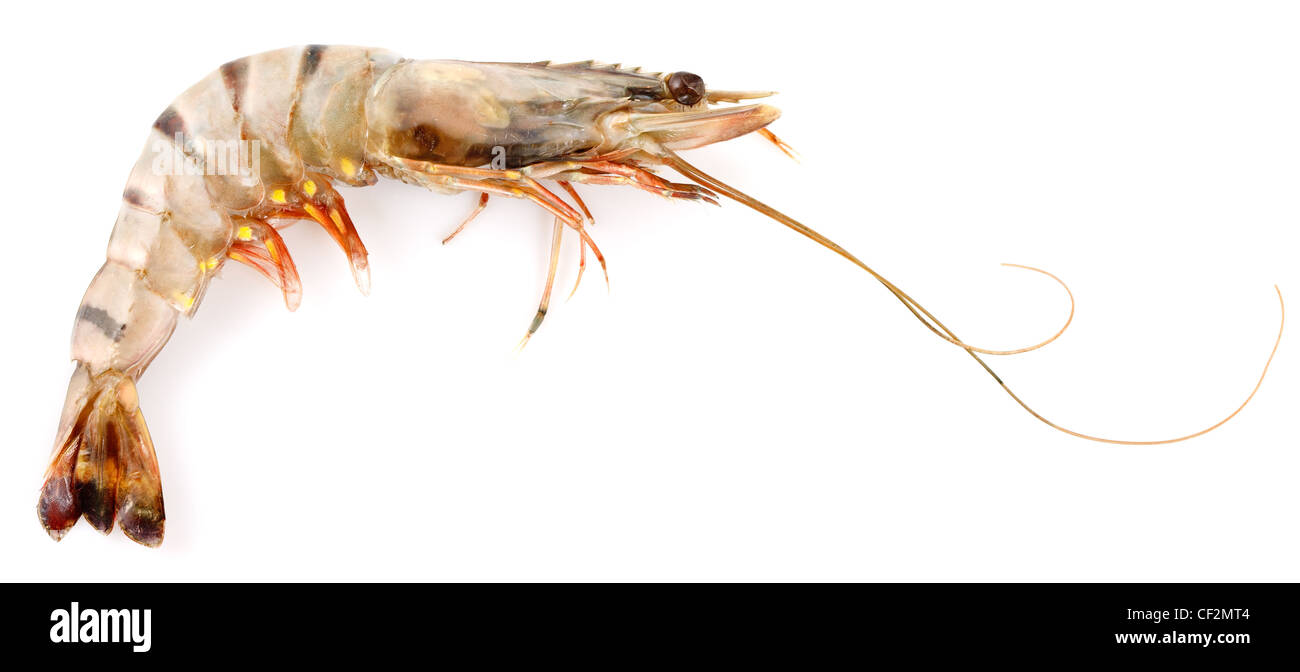 Materie Black Tiger Shrimp isolati su sfondo bianco Foto Stock