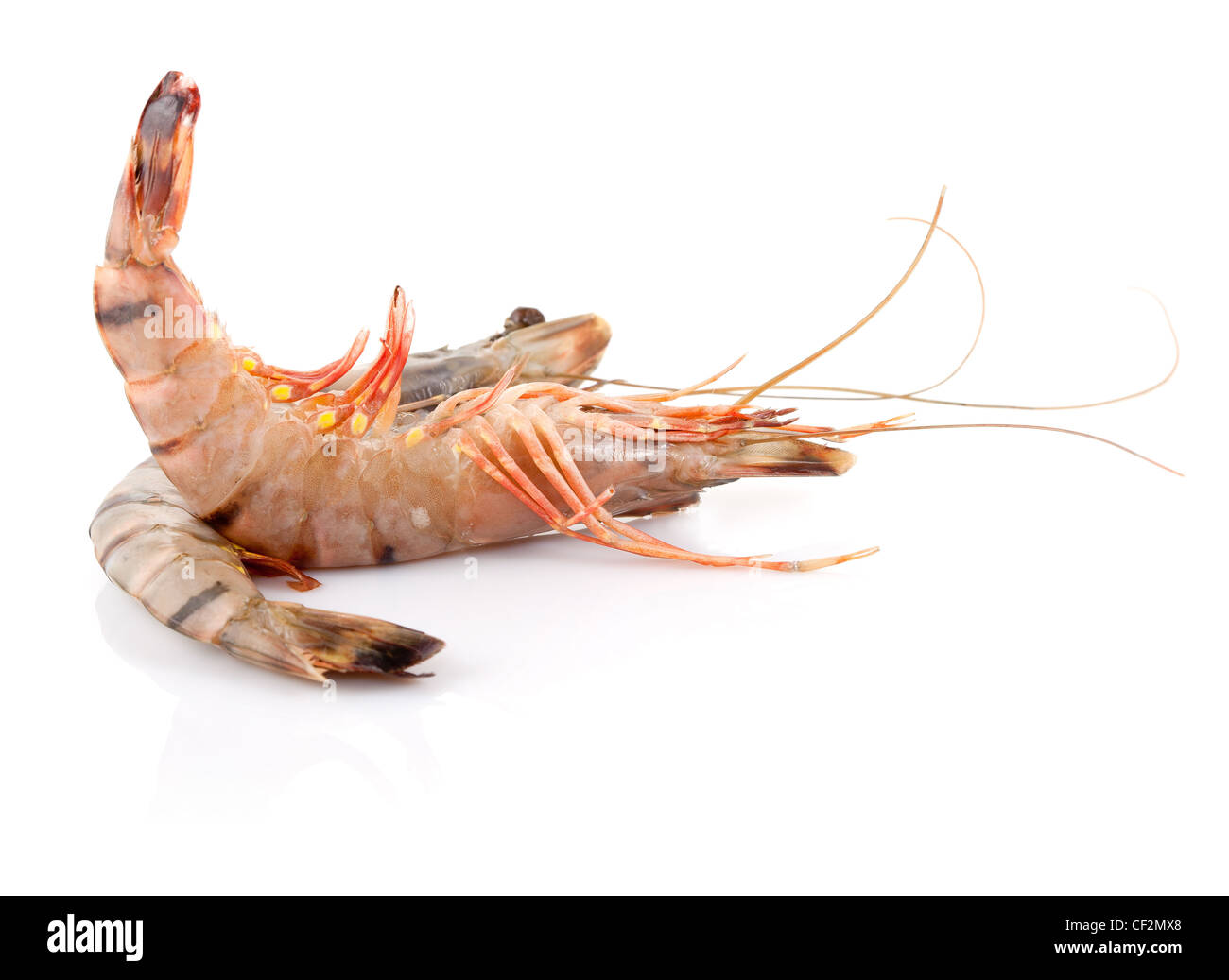 Materie Black Tiger Shrimp isolati su sfondo bianco Foto Stock