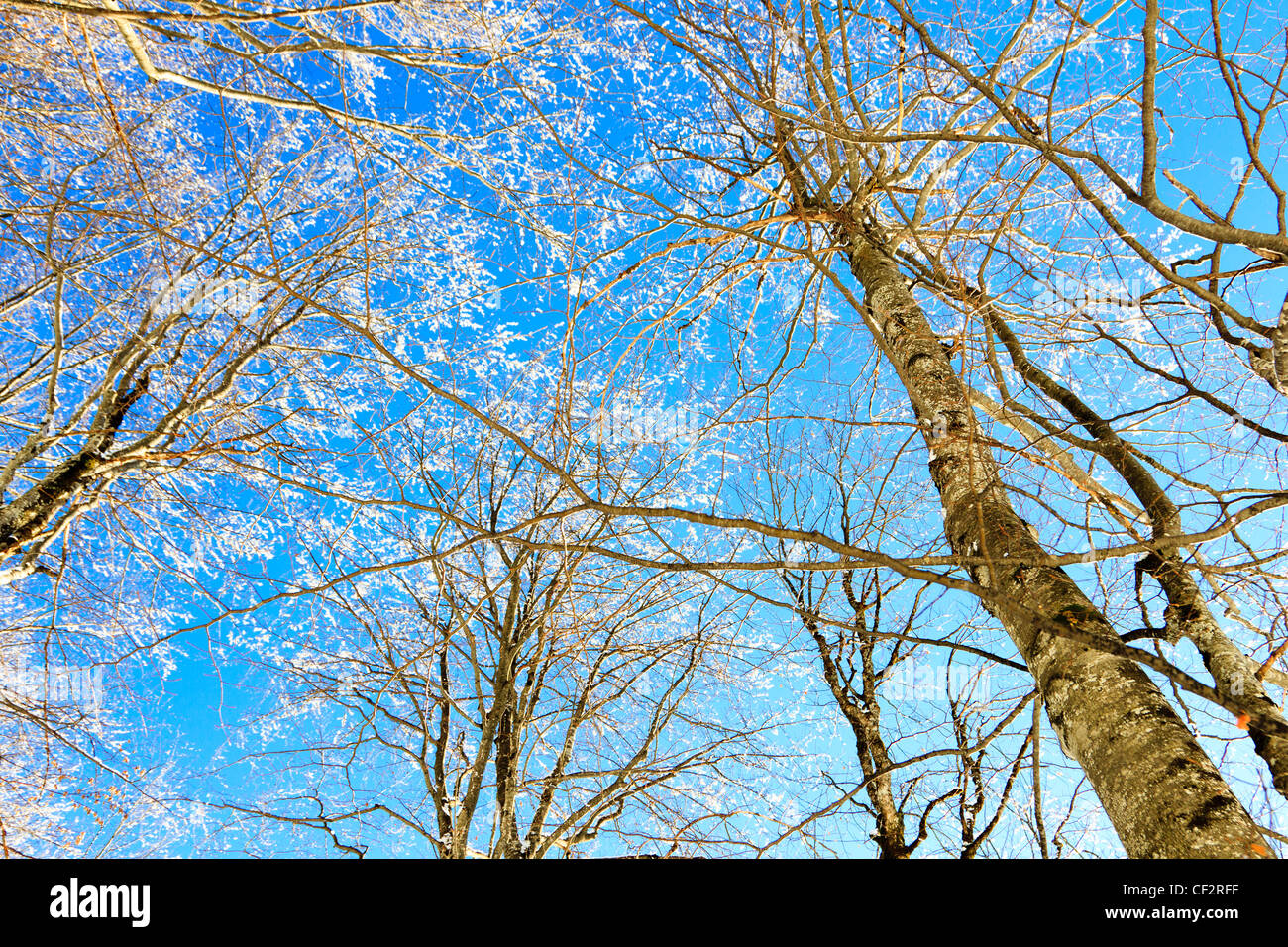 Inverno landscapewith coperta di neve alberi contro il cielo blu Foto Stock