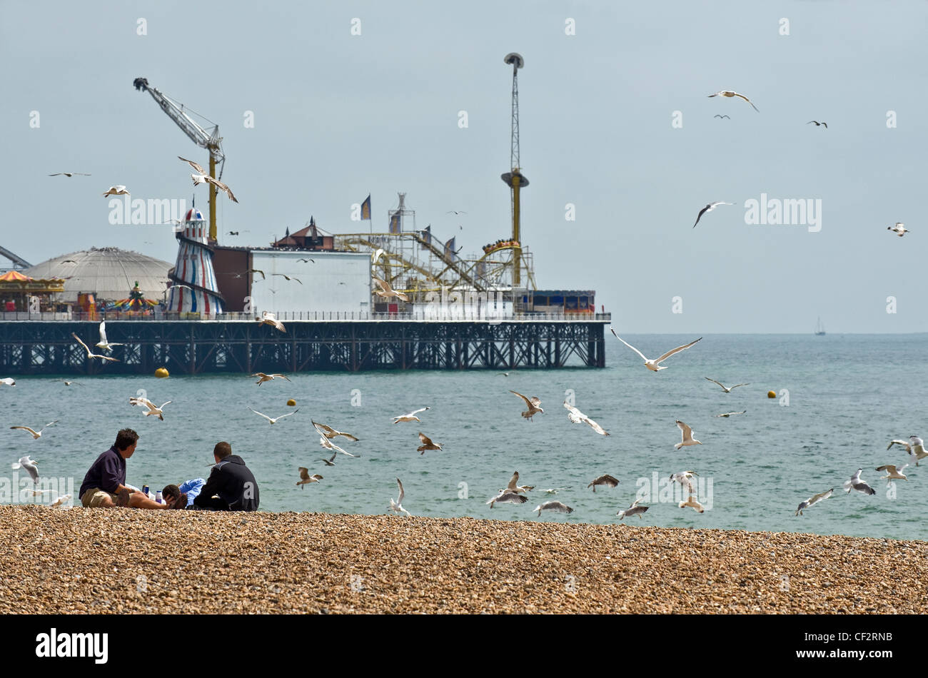 Gabbiani intorno battenti giovani uomini seduti sulla spiaggia di ciottoli a Brighton. Foto Stock