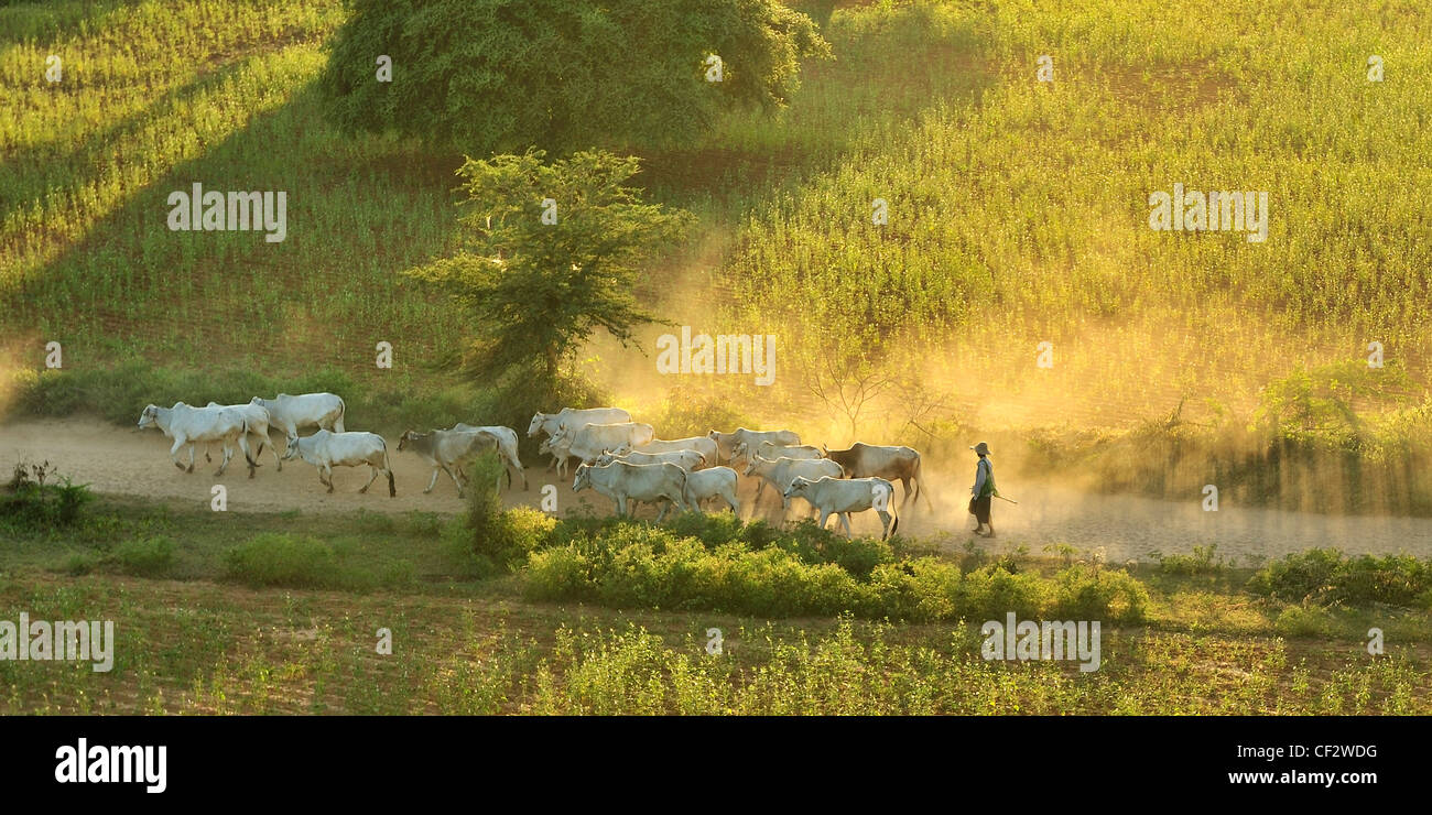 Agricoltore radunare il bestiame lungo la pista polverosa Foto Stock