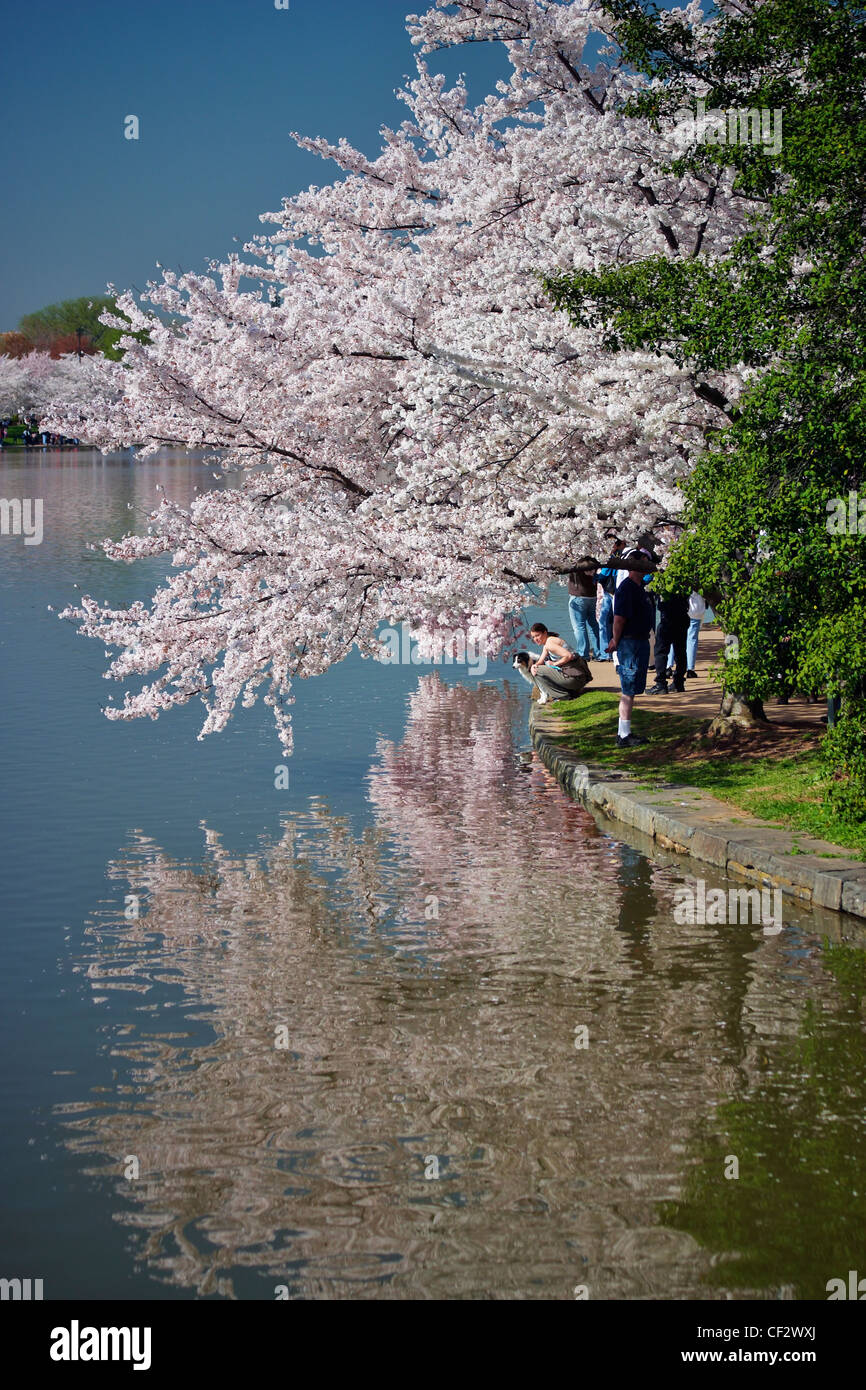 Ciliegia giapponese alberi in fiore in fiore lungo il perimetro del bacino di marea, Washington DC. Foto Stock