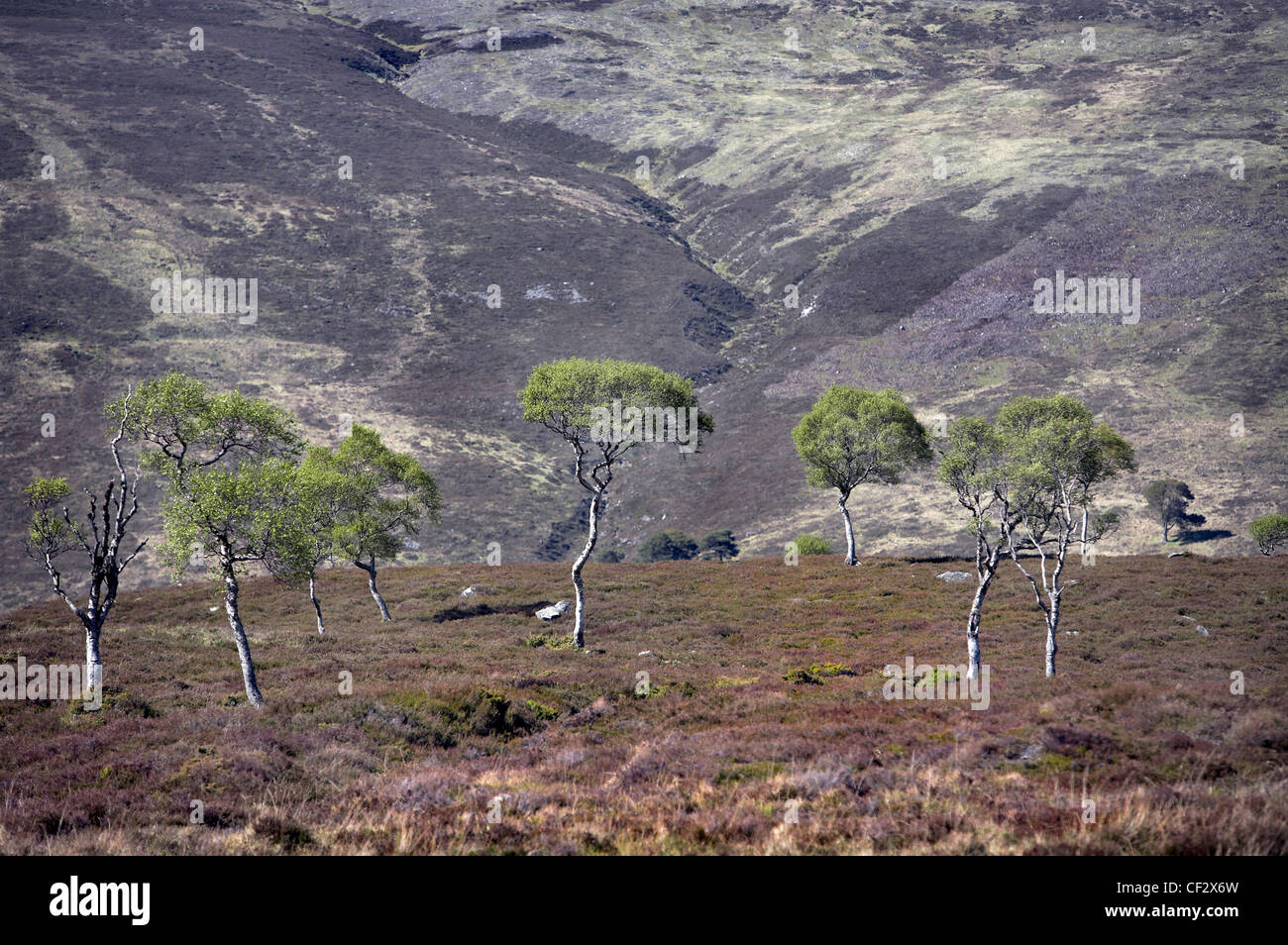 Le Betulle nane (Betula nana) contro uno sfondo di montagne nella parte orientale di Highlands della Scozia. Foto Stock