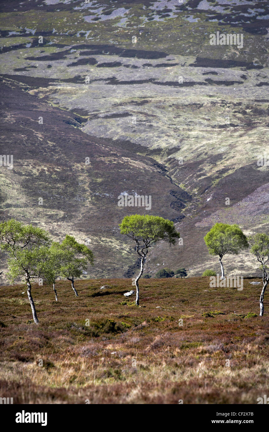 Le Betulle nane (Betula nana) contro uno sfondo di montagne nella parte orientale di Highlands della Scozia. Foto Stock