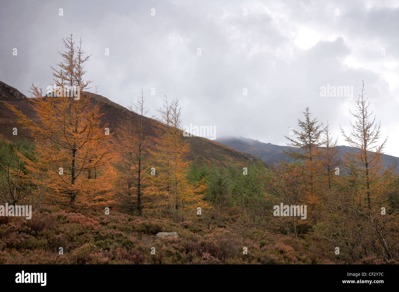 In autunno i larici in Nord Glen Sannox sull'isola di Arran. Foto Stock
